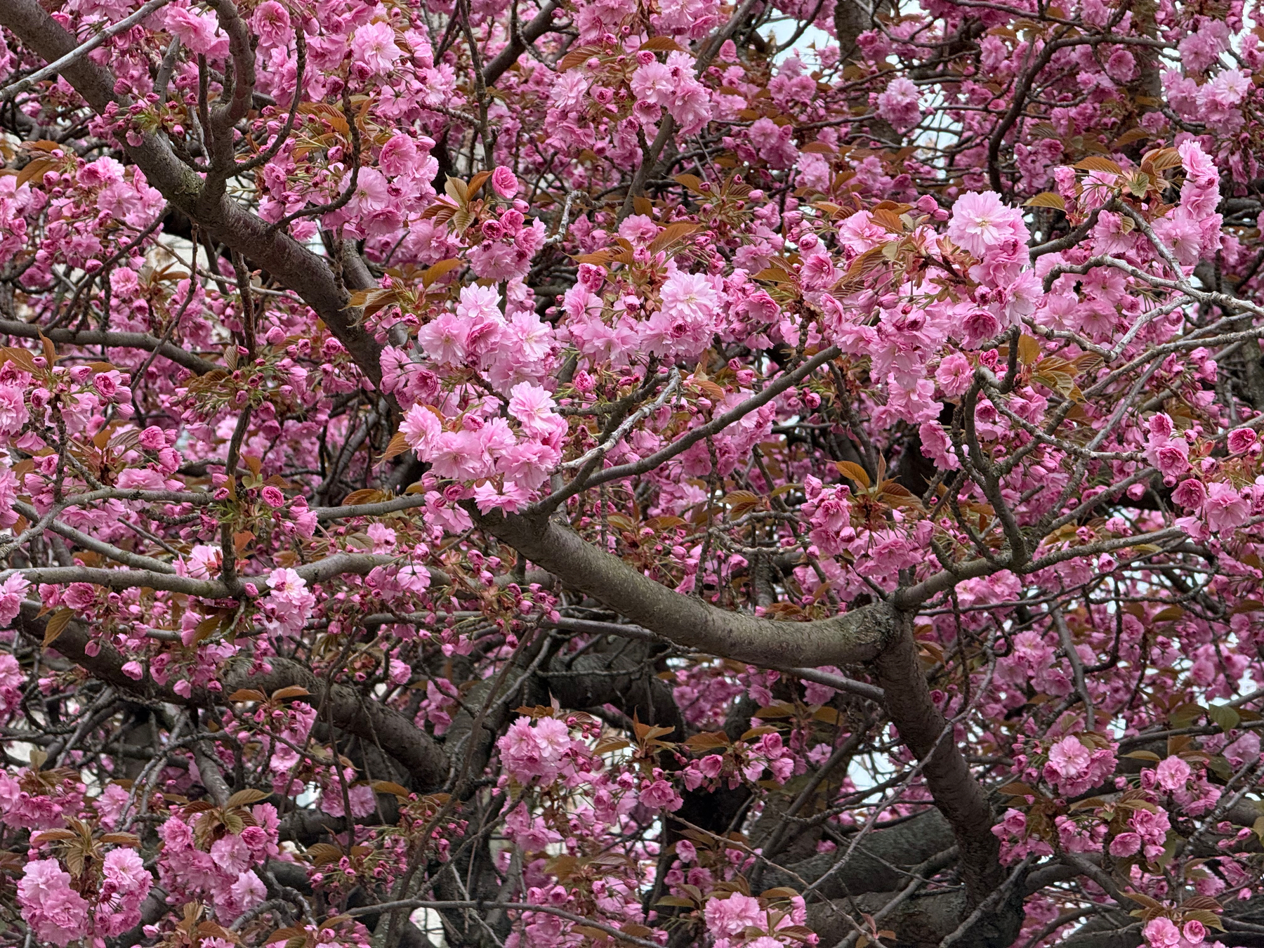 A tree is abundant with vibrant pink cherry blossoms and intertwining branches.