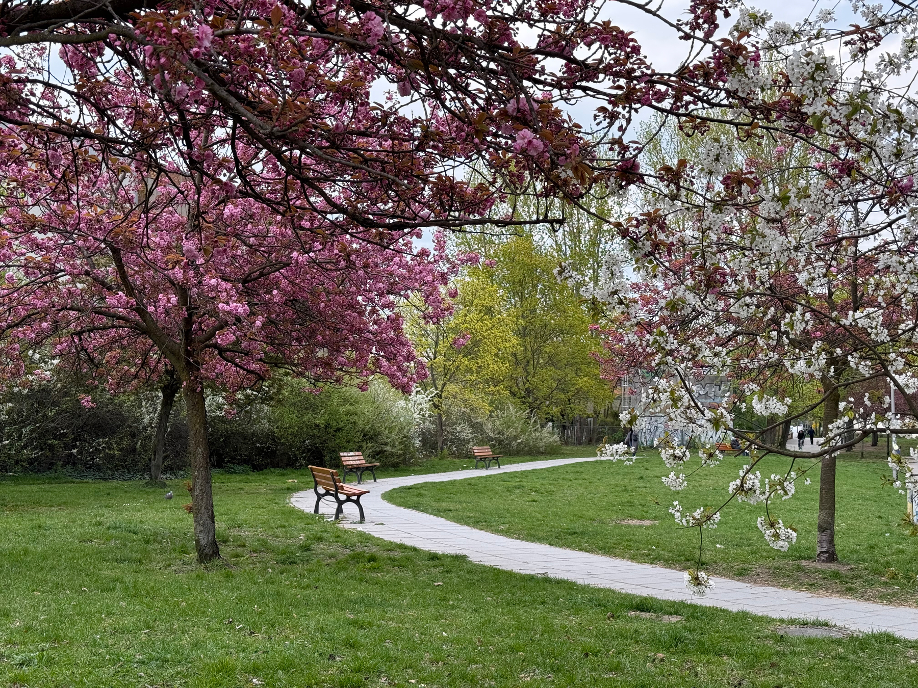 A scenic park path is lined with blooming pink and white cherry blossom trees, accompanied by several benches.