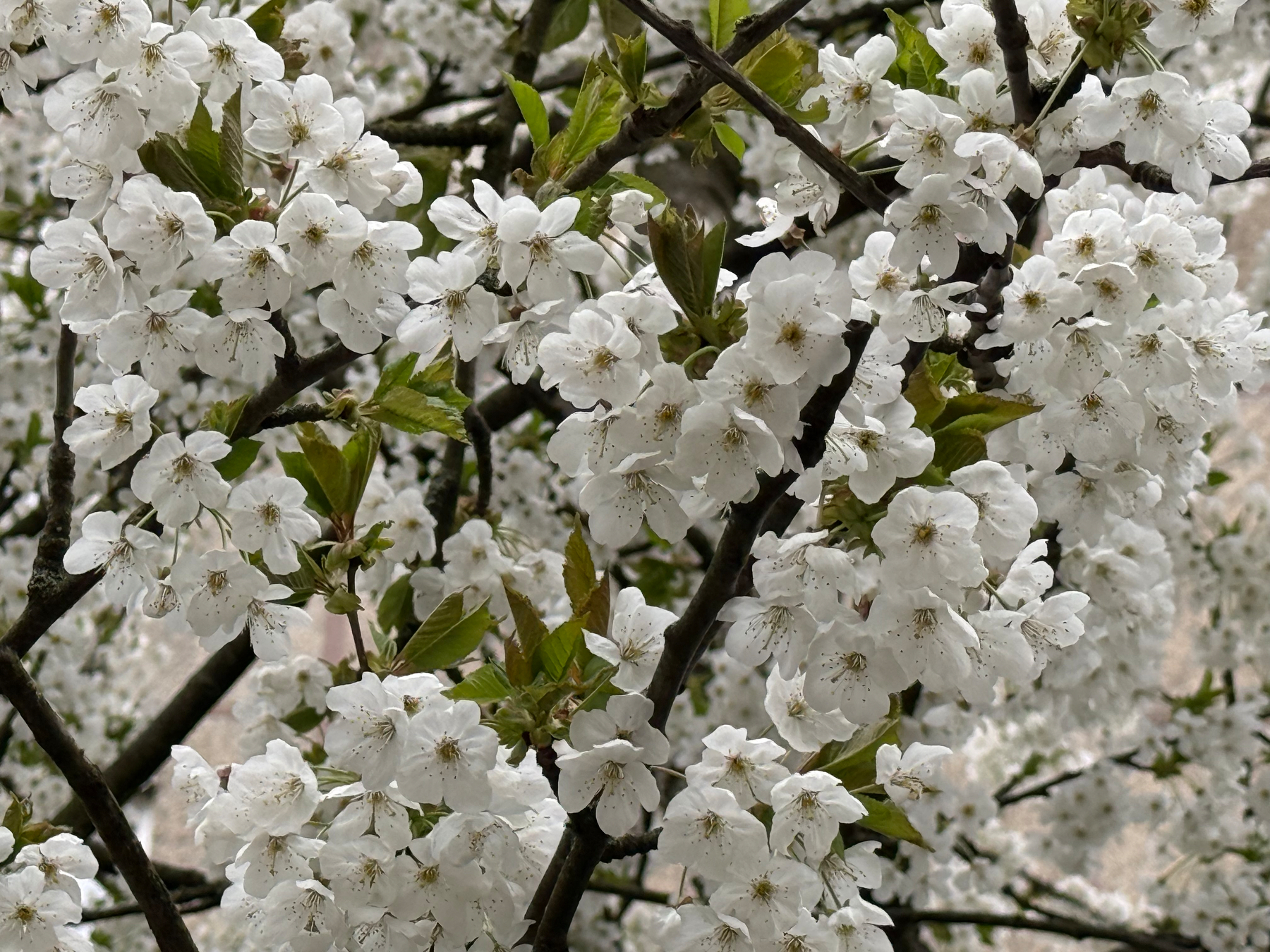 Branches are adorned with clusters of white blossoms, surrounded by green leaves.