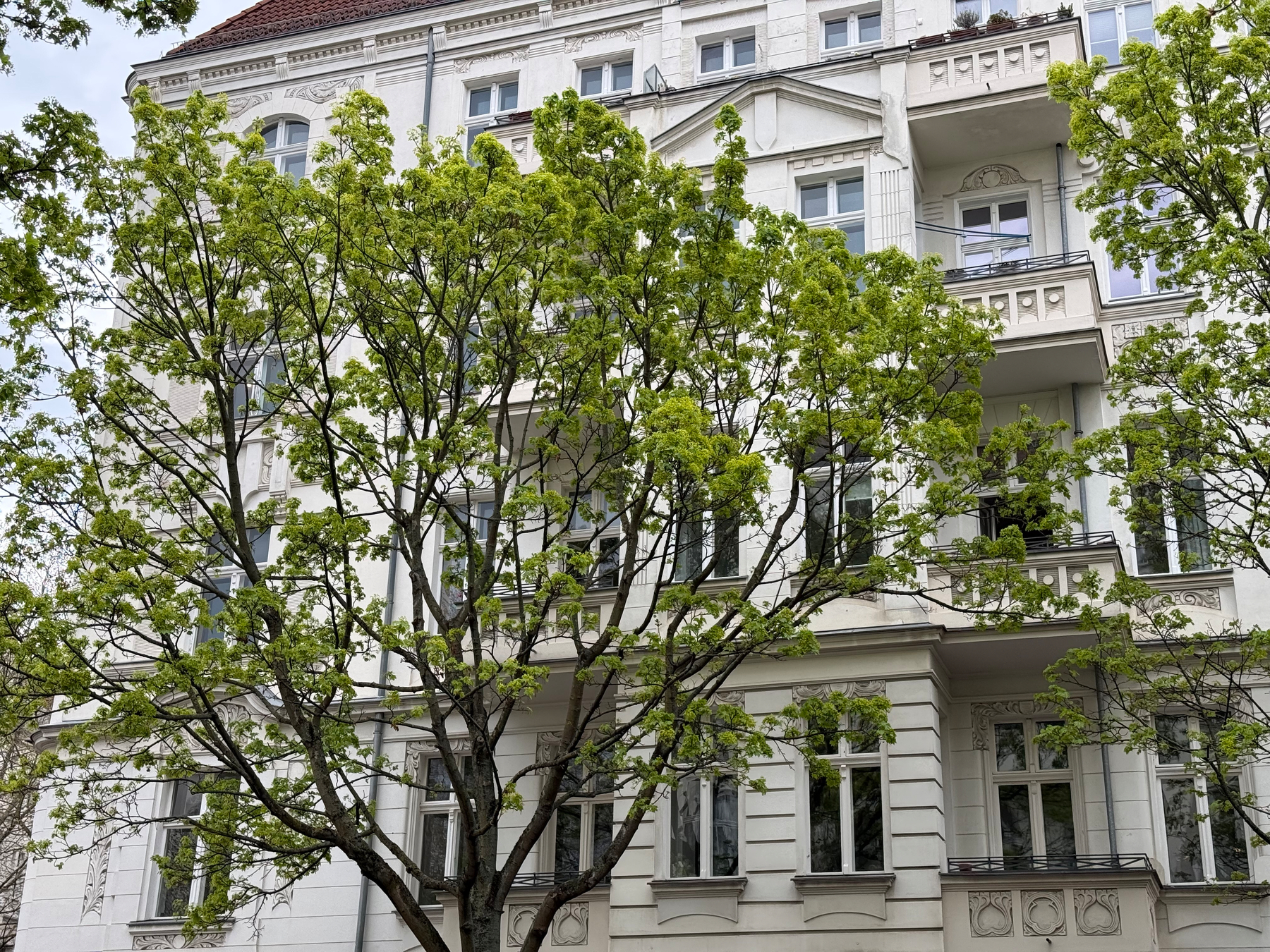 A leafy tree partially obscures the view of a multi-story old white apartment building with detailed architecture.