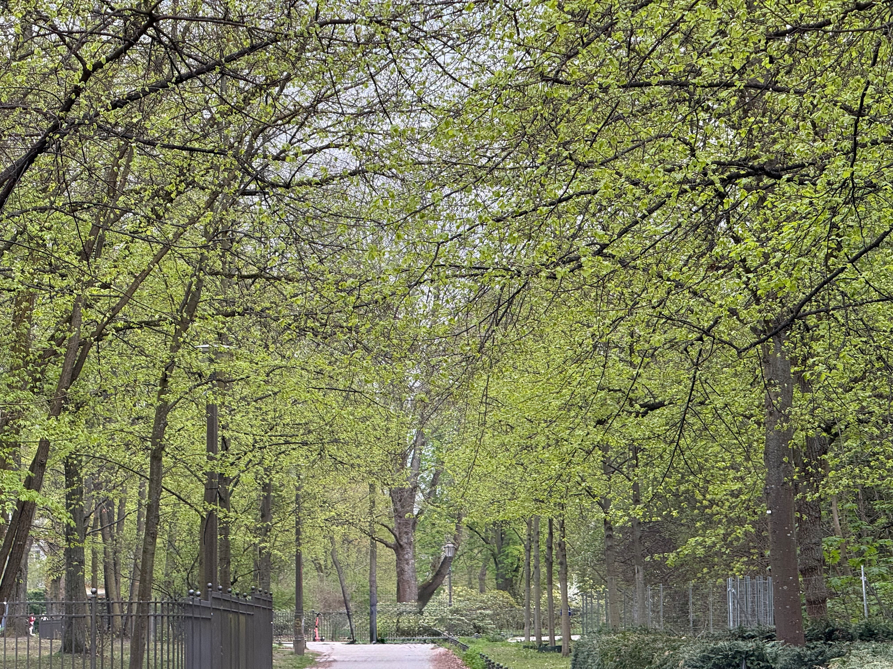 A scenic path in the park surrounded by trees with fresh green foliage.