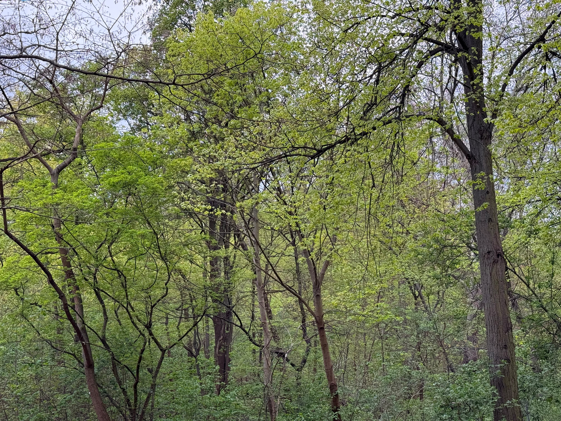 A lush forest scene with tall trees and vibrant new green foliage.