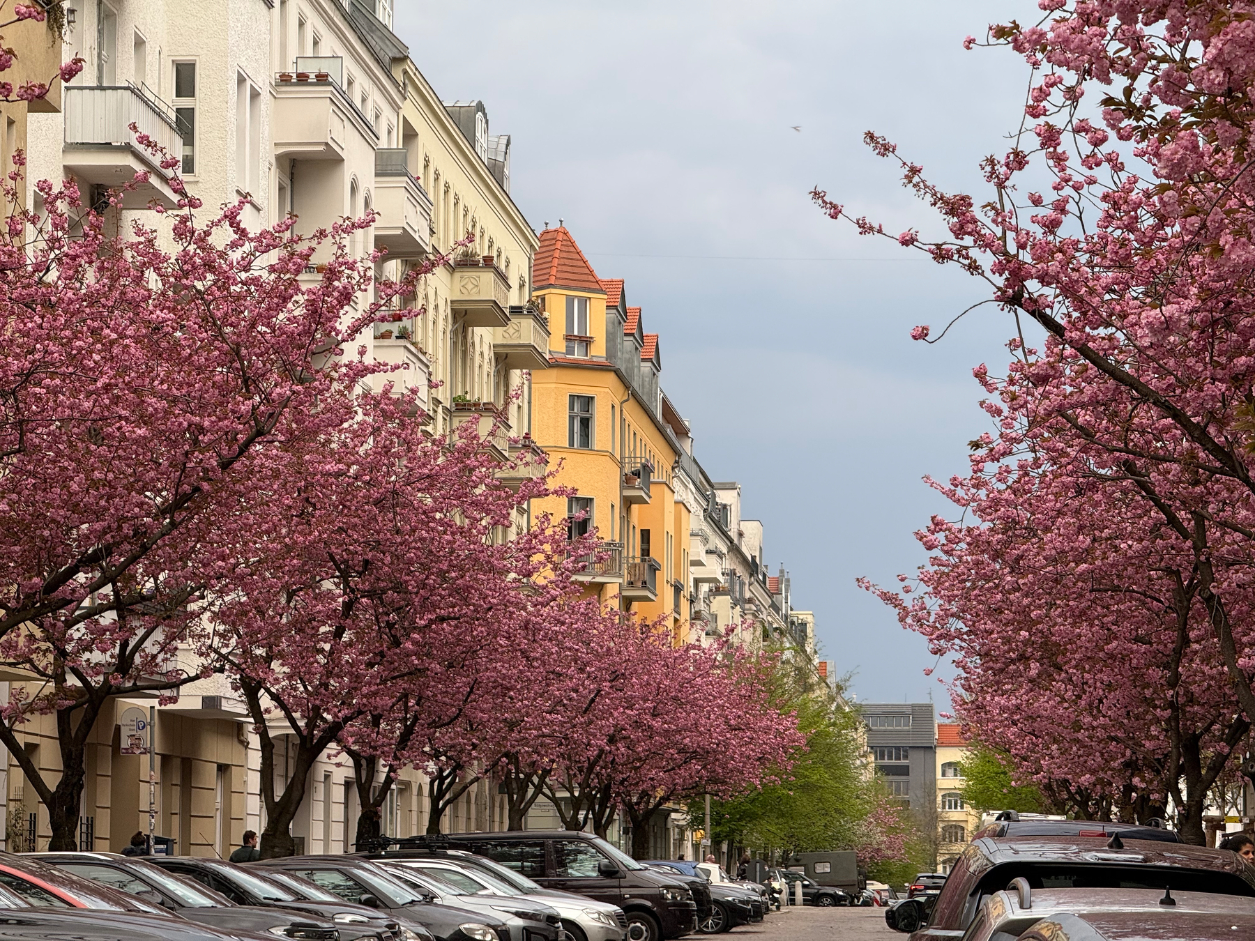 A street lined with blooming pink cherry blossom trees runs alongside rows of parked cars and colorful old apartment buildings under a dramatic grey cloudy sky.