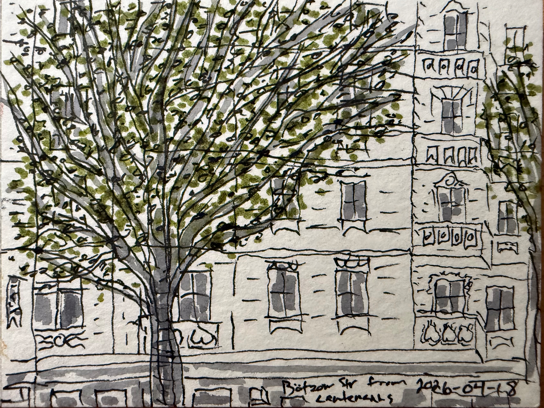 A drawing of a big green tree in front of an old apartment house in black lines, grey and green details