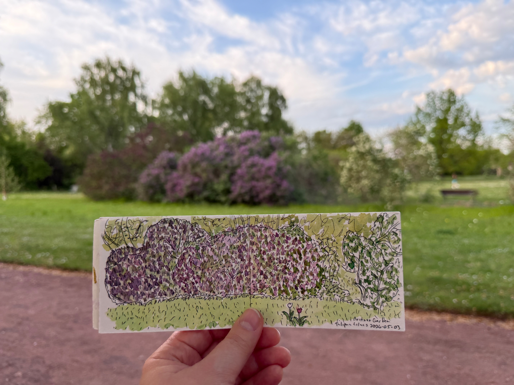 A hand holds a sketch of purple blossoms and green foliage and two tulips in front of a matching landscape with trees and a cloudy sky.
