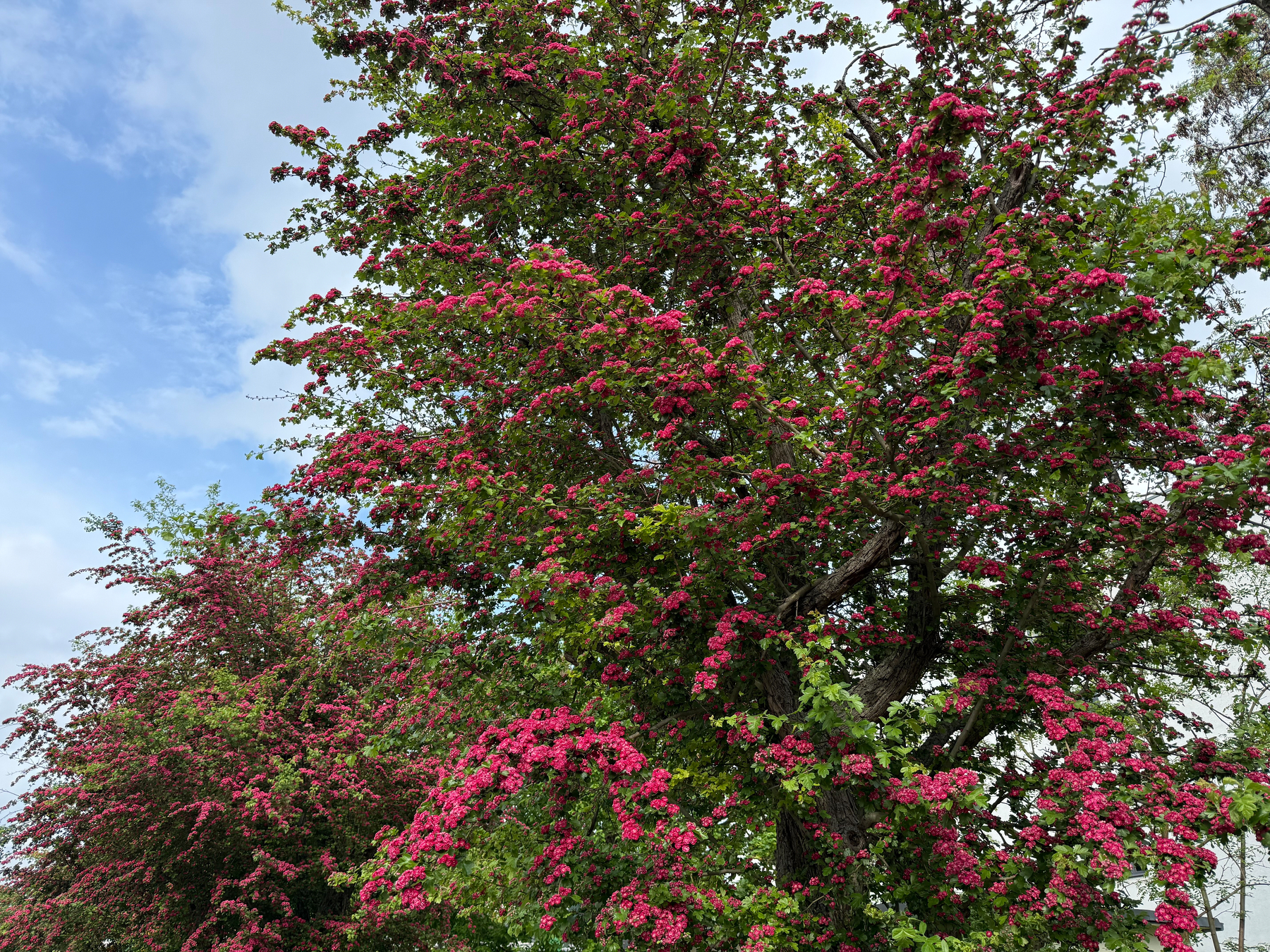 Trees with vibrant, pink blossoms are set against a partly cloudy sky.