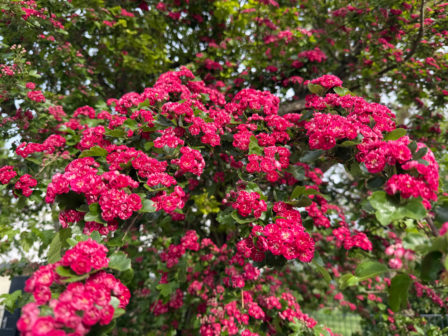 Vibrant clusters of pink flowers bloom on a lush, leafy tree.