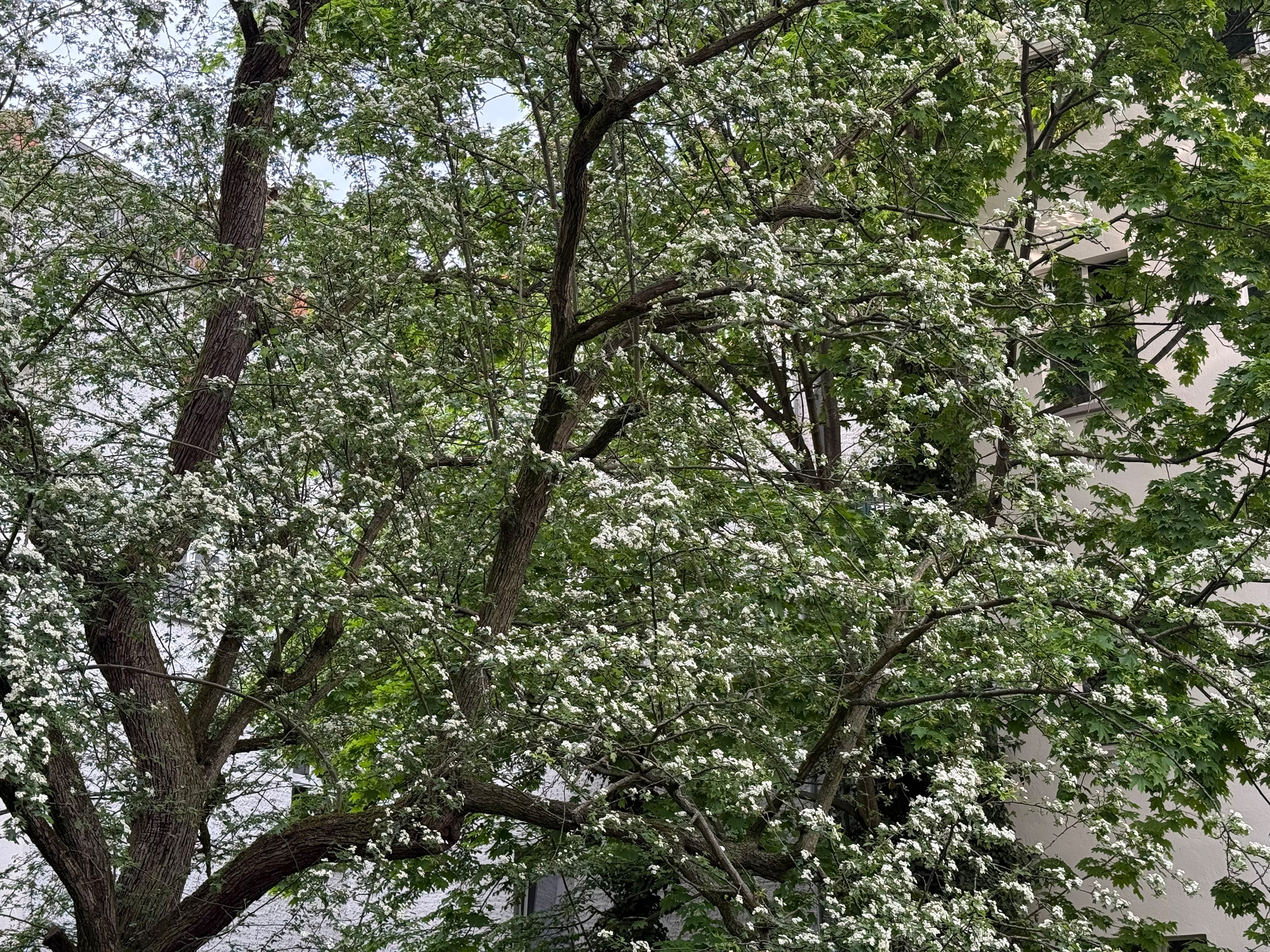A tree with dense branches covered in white blossoms is situated next to a building.