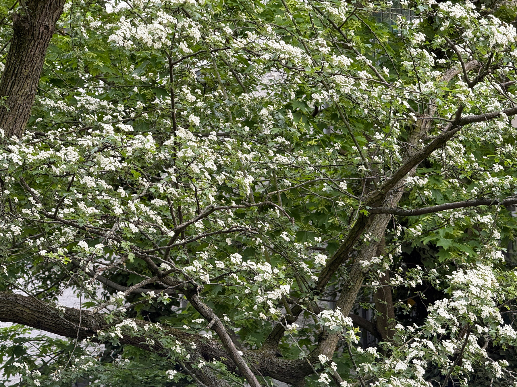 A tree covered in white blossoms and lush green leaves stretches its branches.