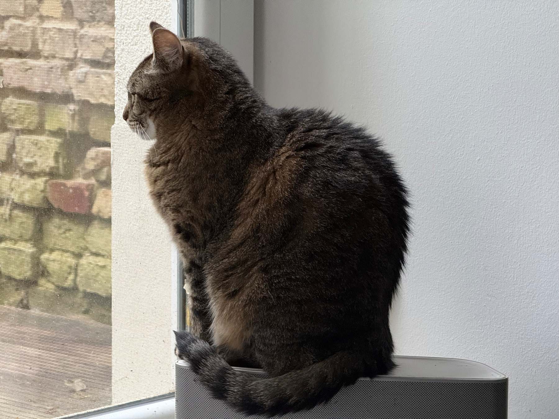 A brown tabby cat is sitting on a speaker near a window, gazing outside.