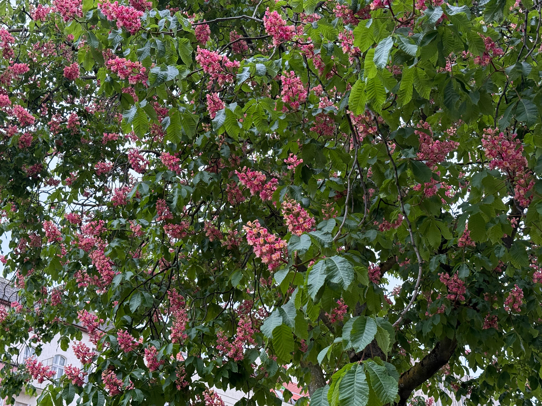 A chestnut tree is adorned with clusters of vibrant pink flowers and lush green leaves.