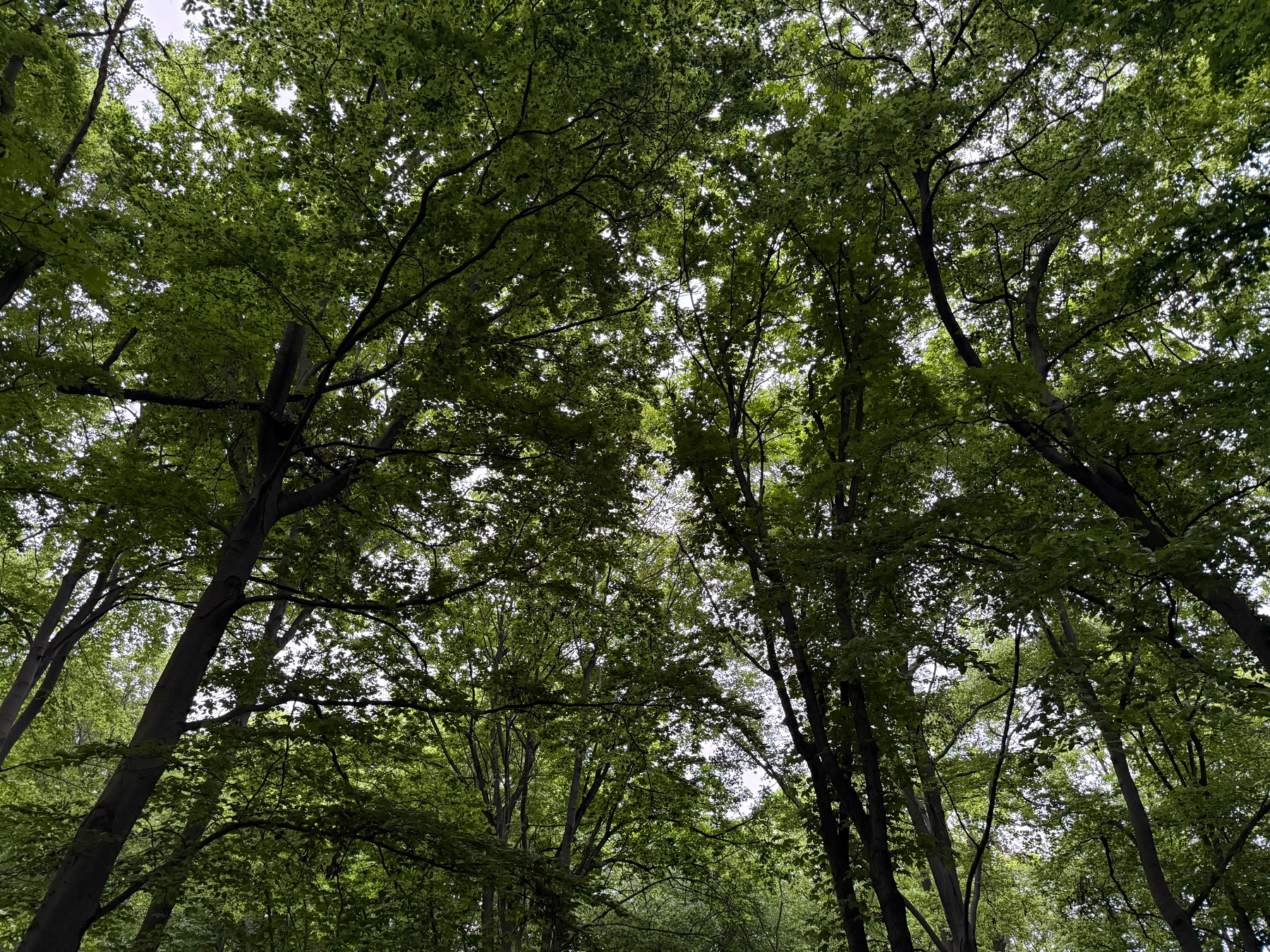 Tall trees with lush green leaves form a dense canopy overhead.