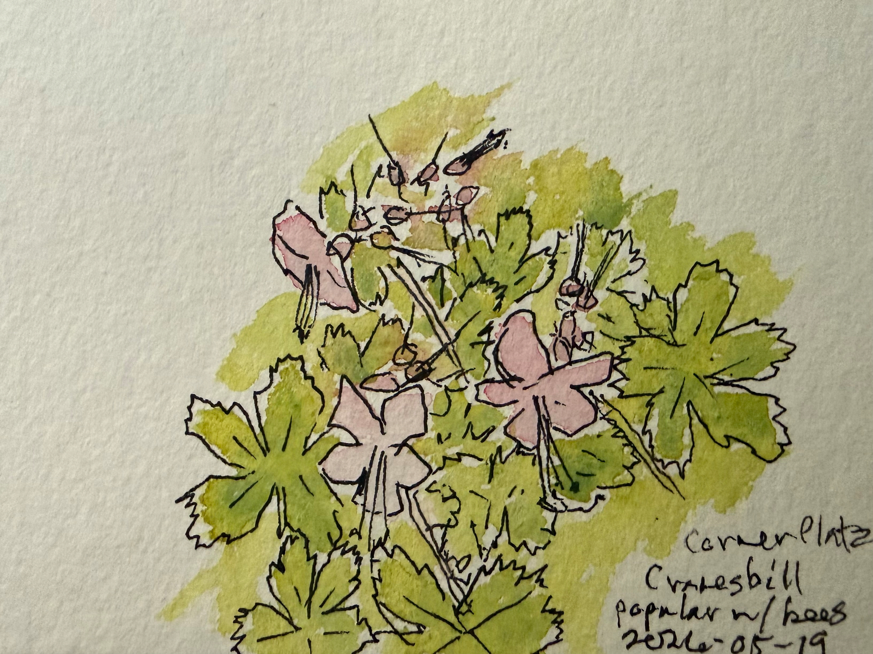 A watercolor and ink illustration depicts pink flowers with green leaves, accompanied by handwritten notes in the lower right corner.