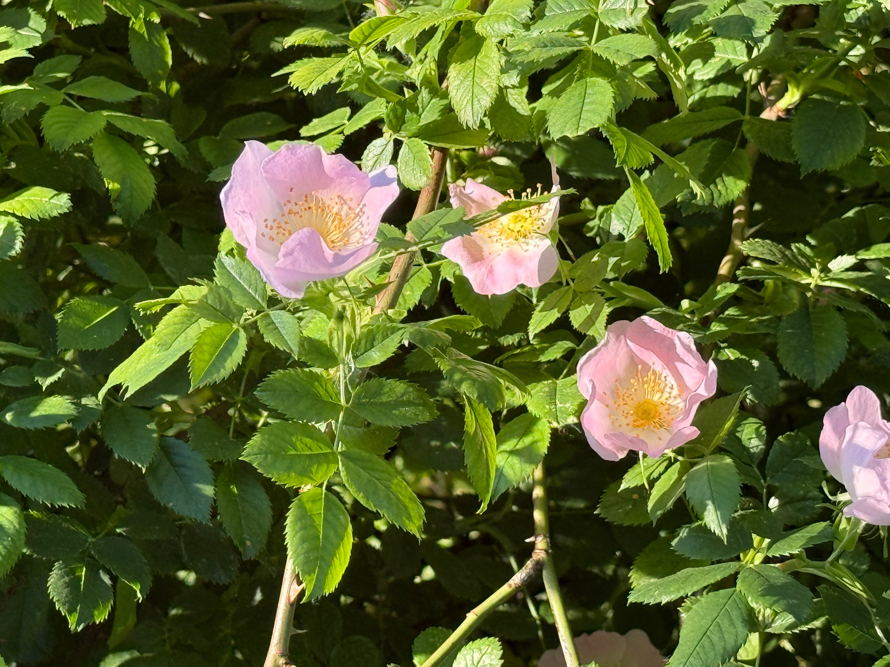 Pink wild roses are blooming among green leaves in a sunlit garden.