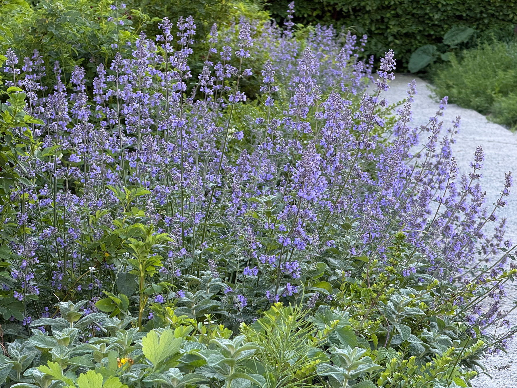 A lush garden features tall stalks of purple catmint flowers and dense green foliage next to a gravel path.