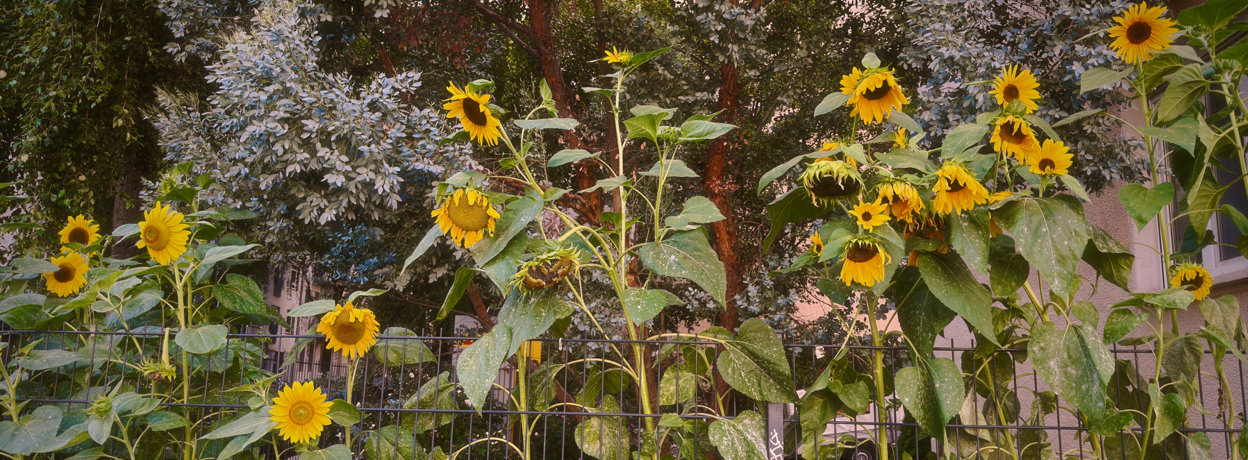 A panoramic photo of a row of vibrant sunflowers growing behind a metal fence with trees and foliage in the background.