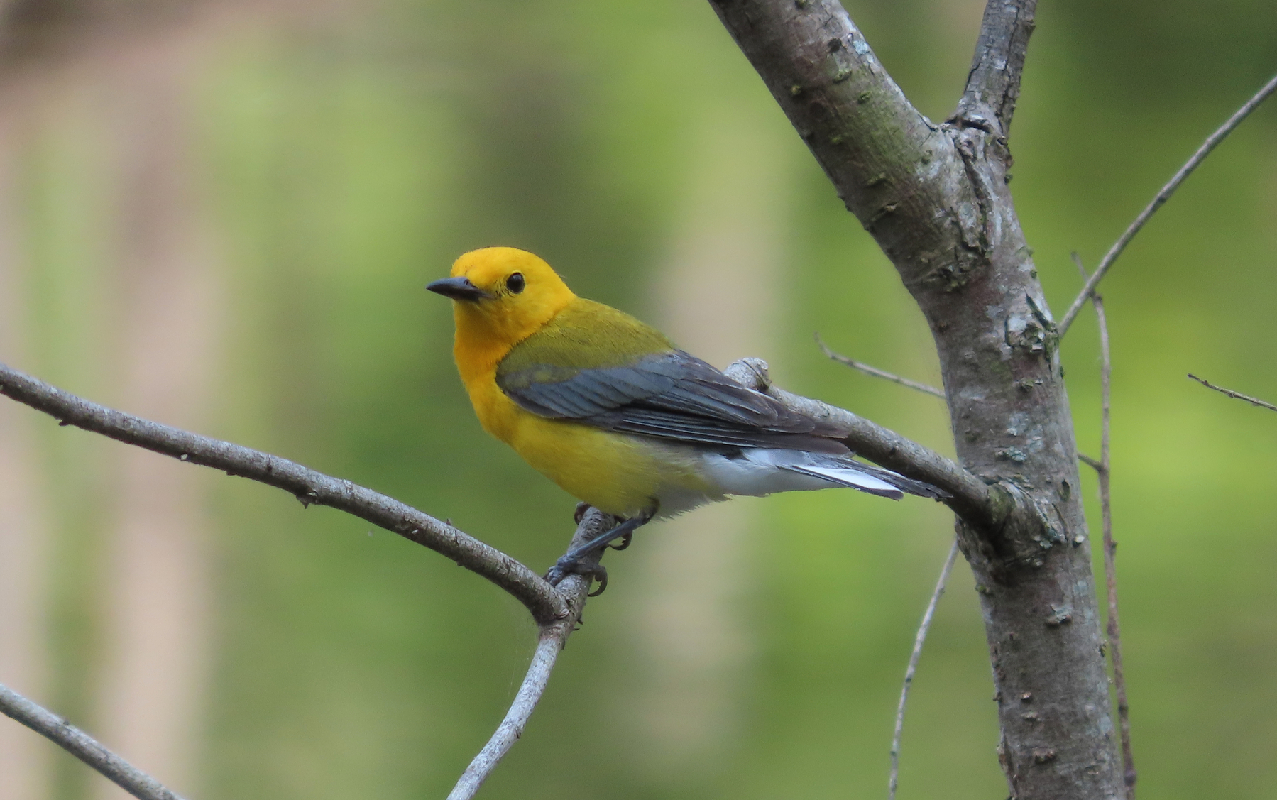 A bright yellow bird, the prothonotary warbler sitting on a branch