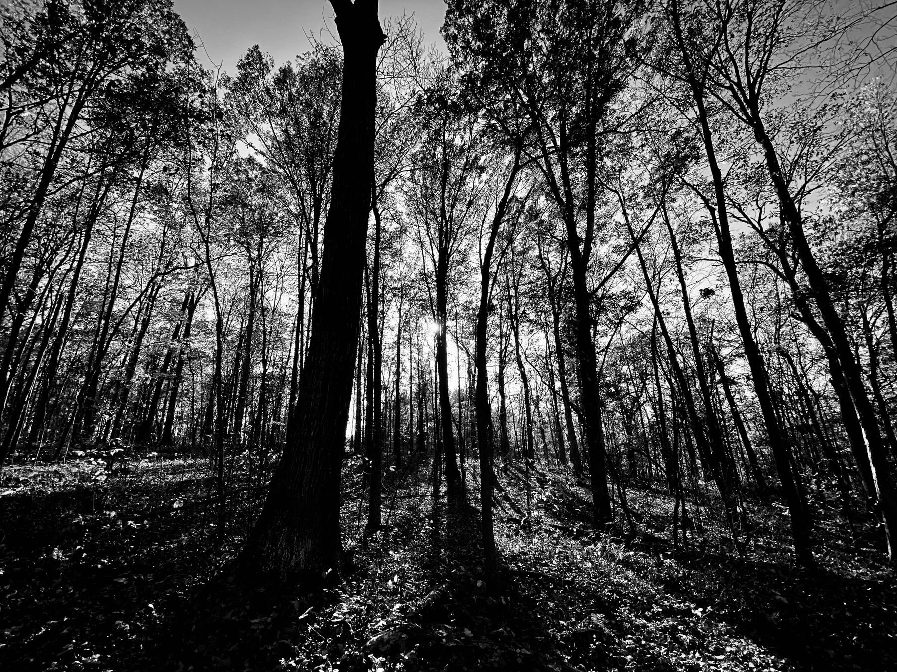 Forrest of trees in Fall in black and white