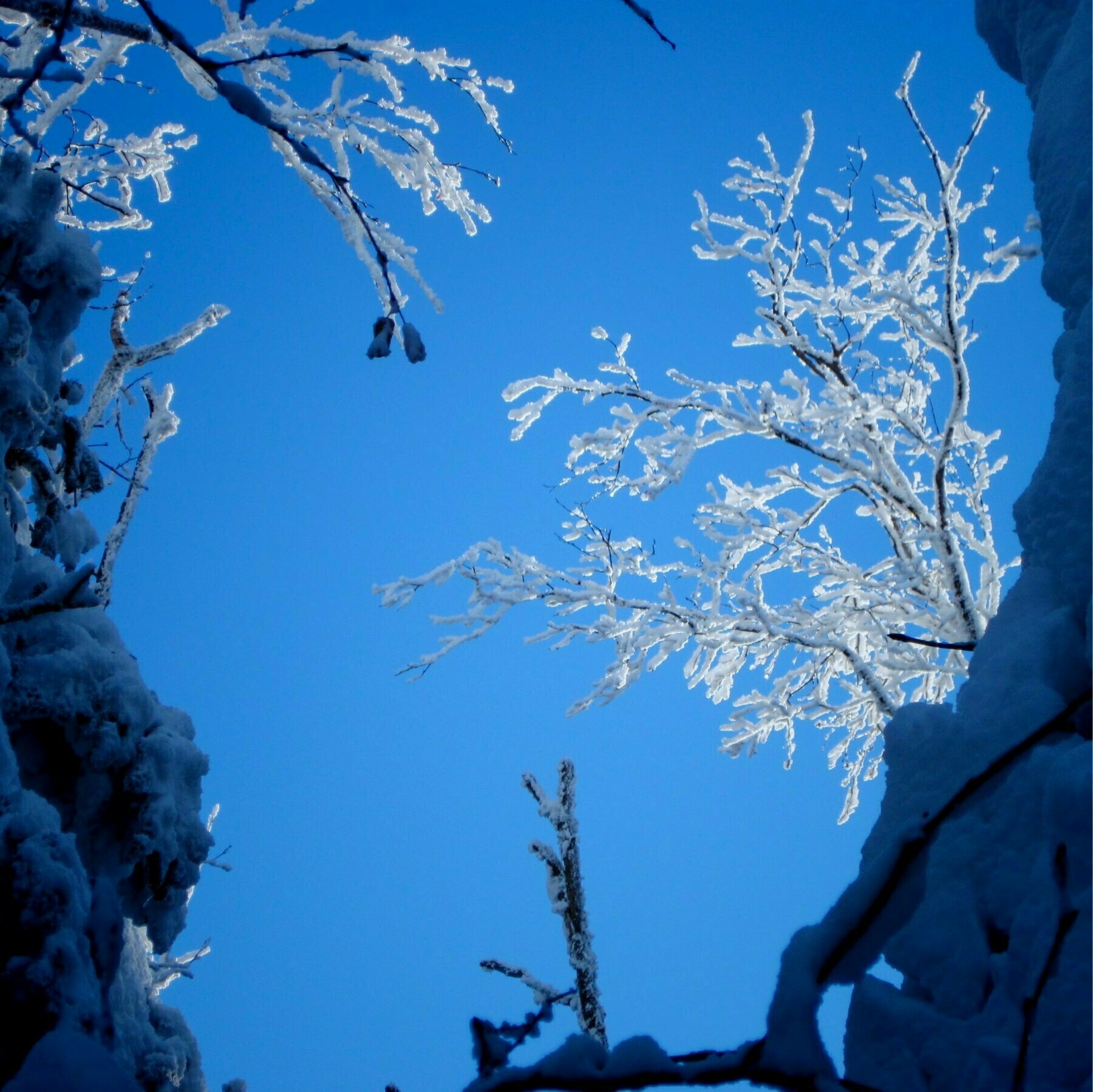 upward view of snow covered branches