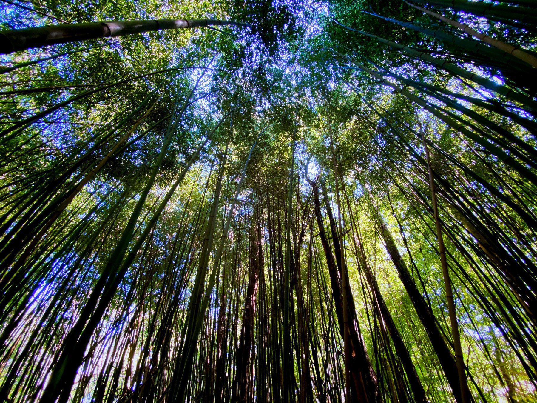 bamboo tree tops
