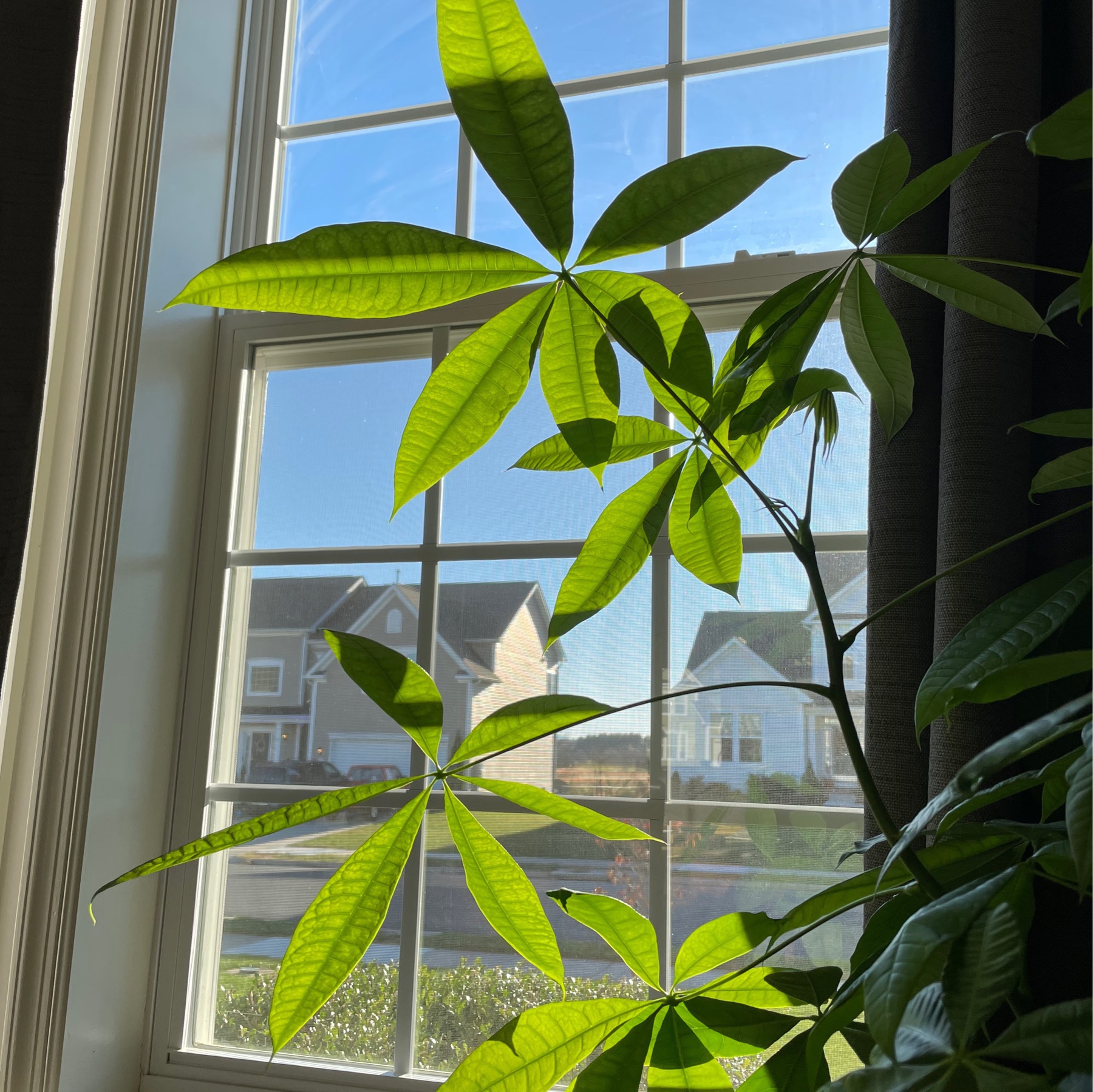 house plant in front of a window