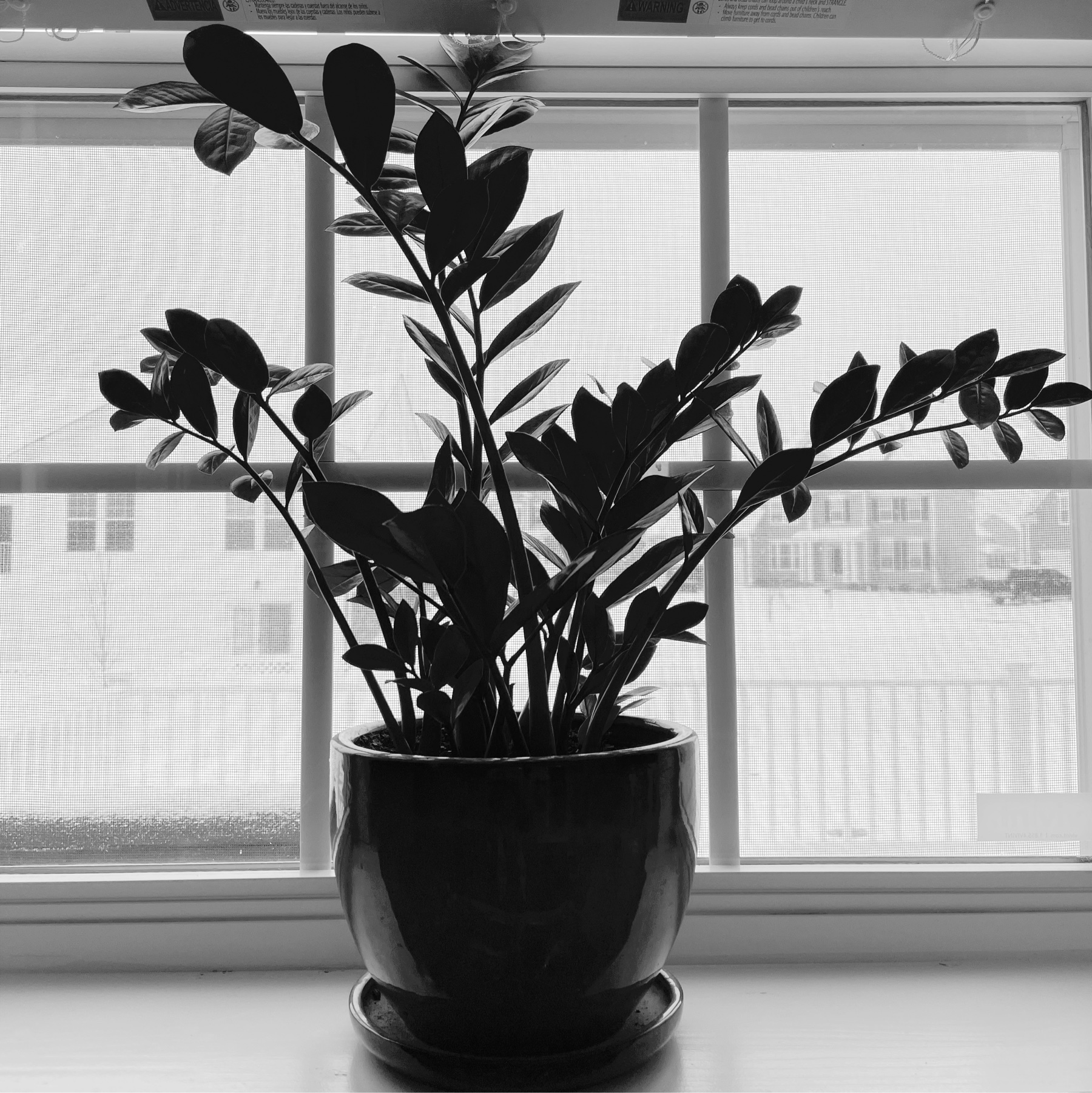 house plant in a window