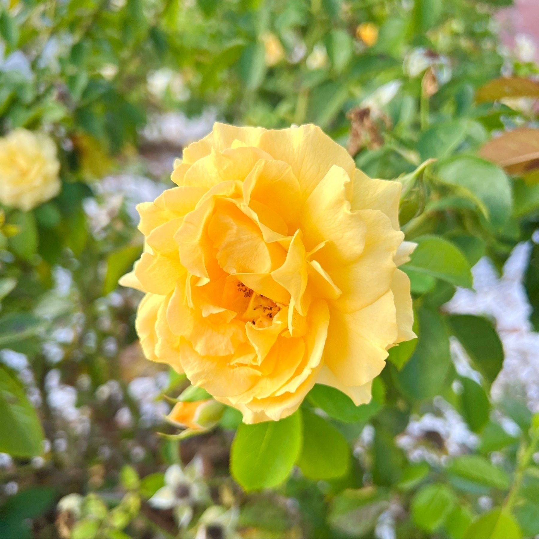 yellow rose on a bush