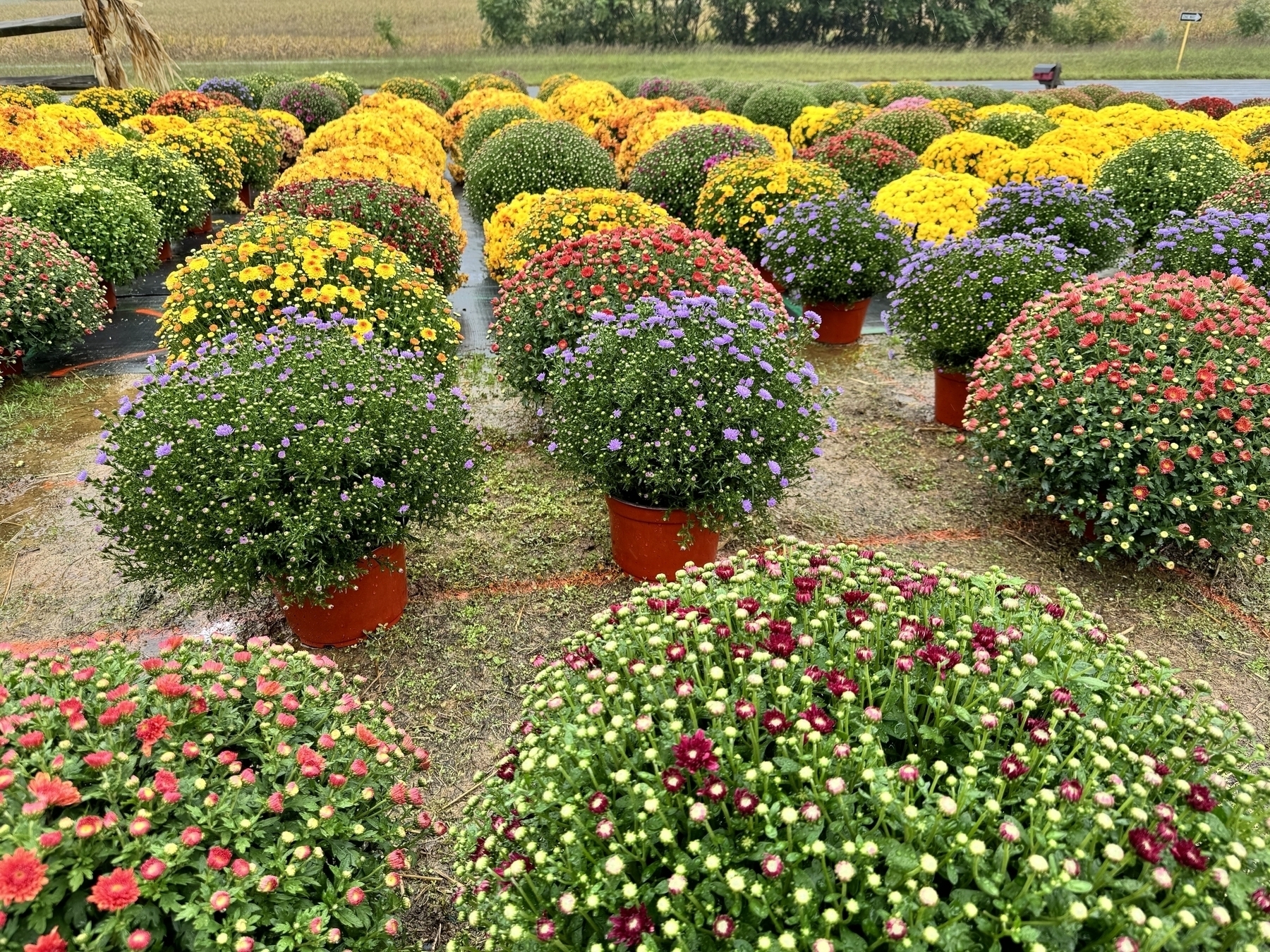 Rows of colored mum flowers