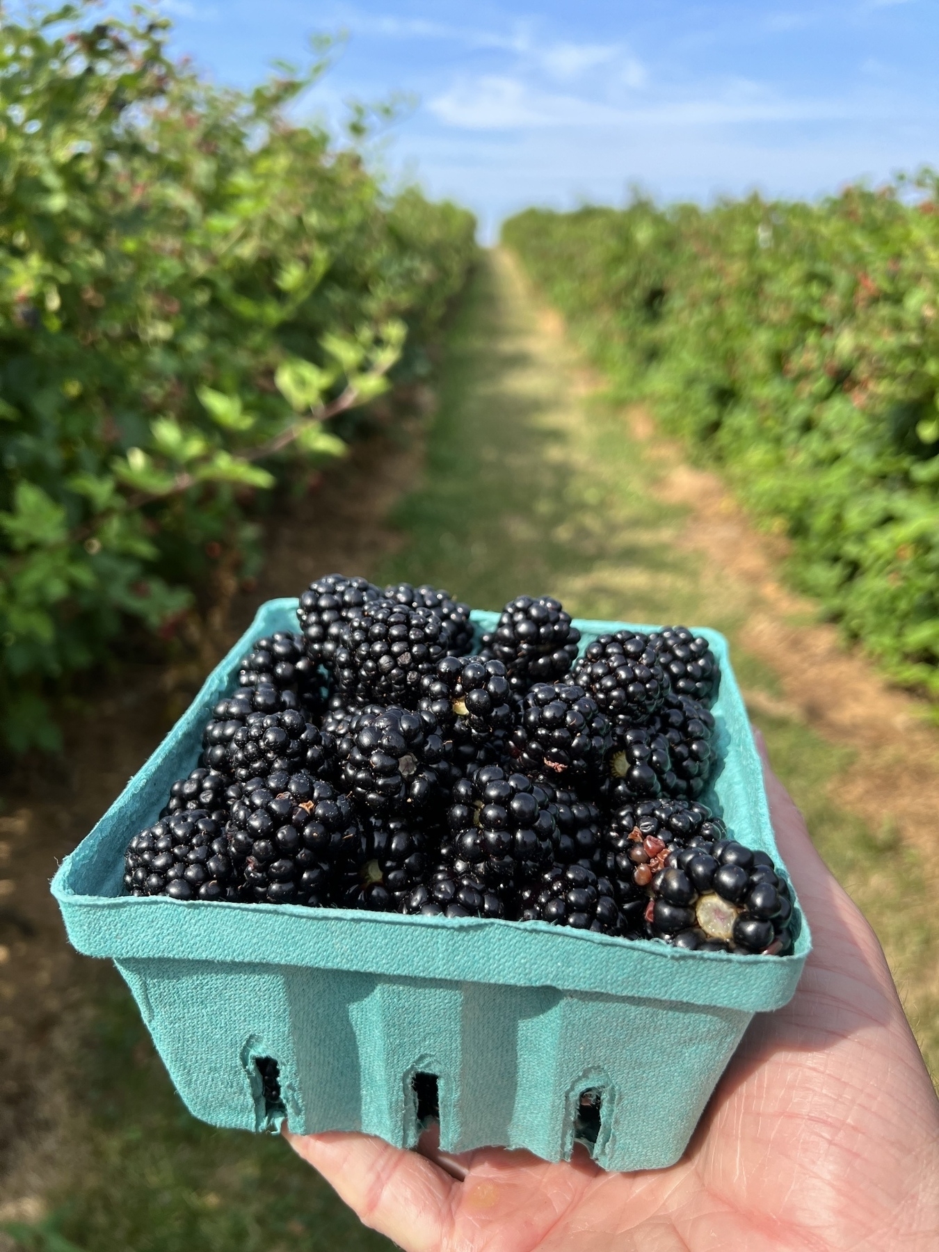 Basket of blackberries 