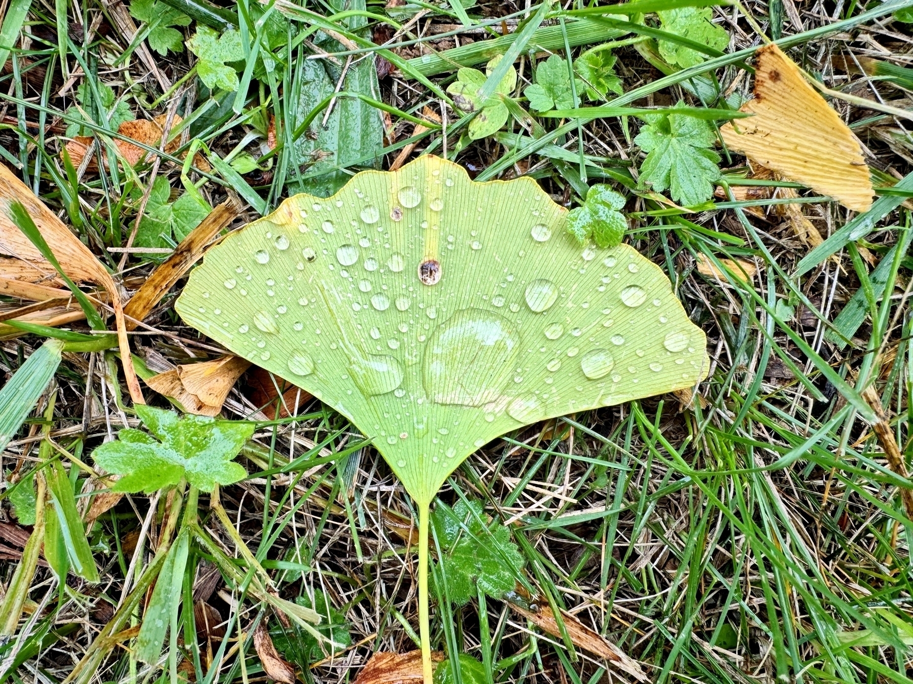 Green ginkgo leaf with water drops 