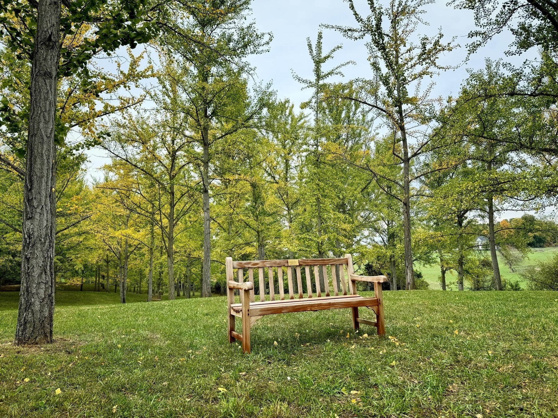Bench in the grass among some trees