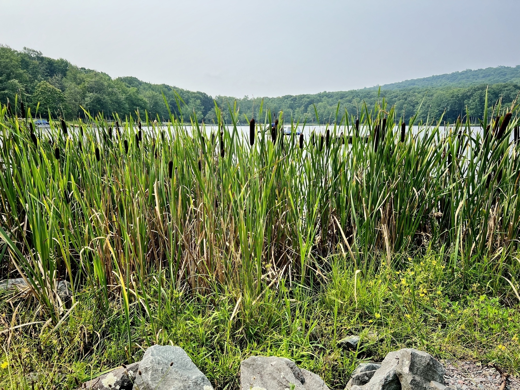 Cattail plants by a lake
