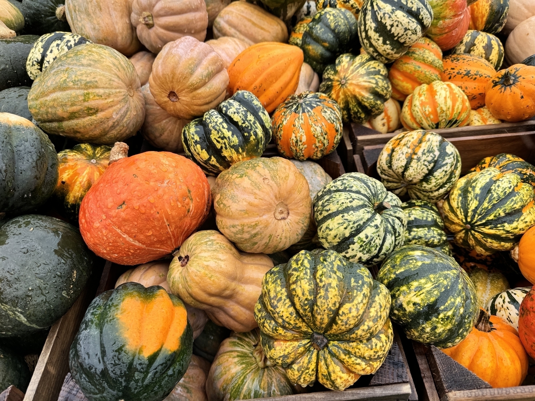 A pile of various gourds 