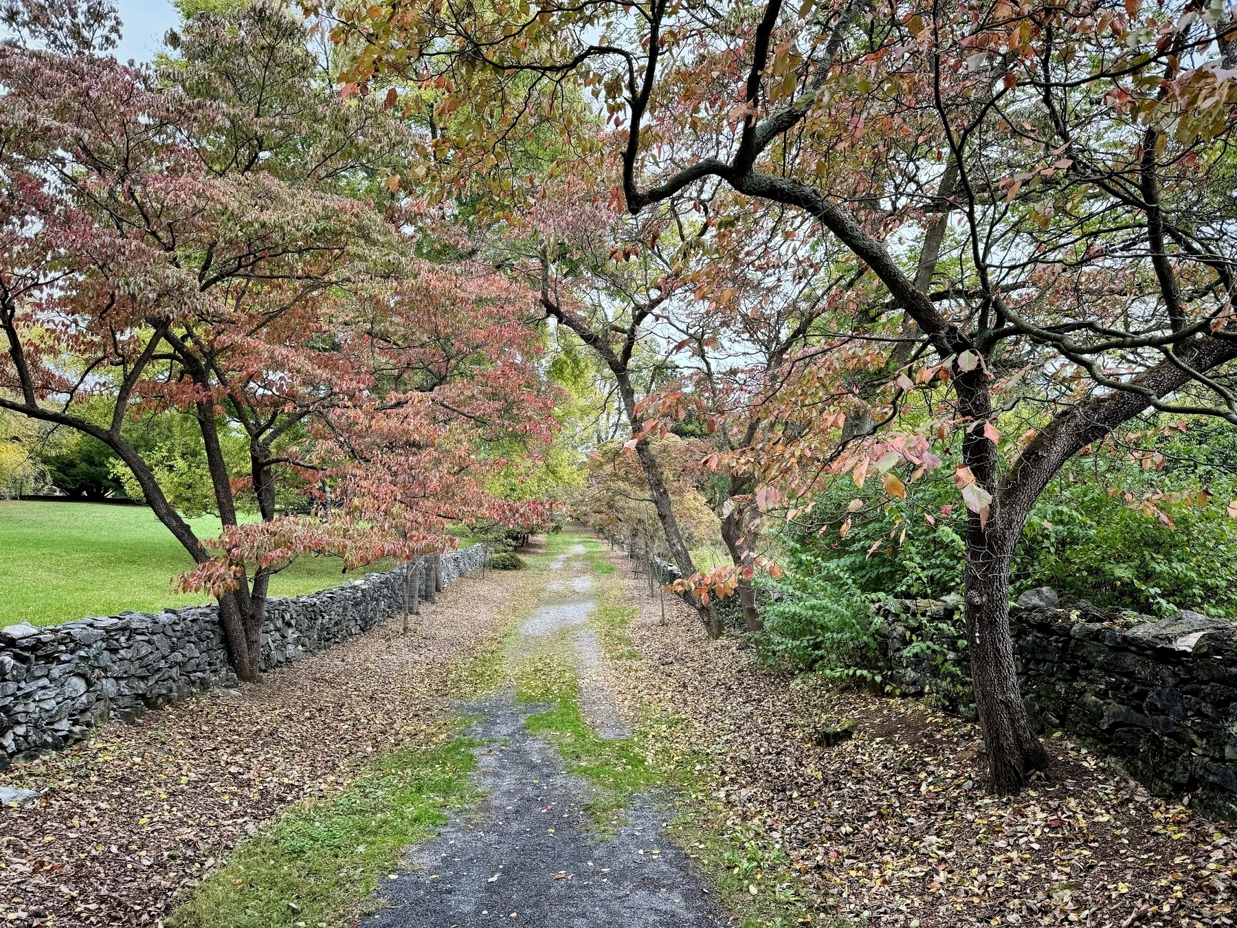 Stone path with trees