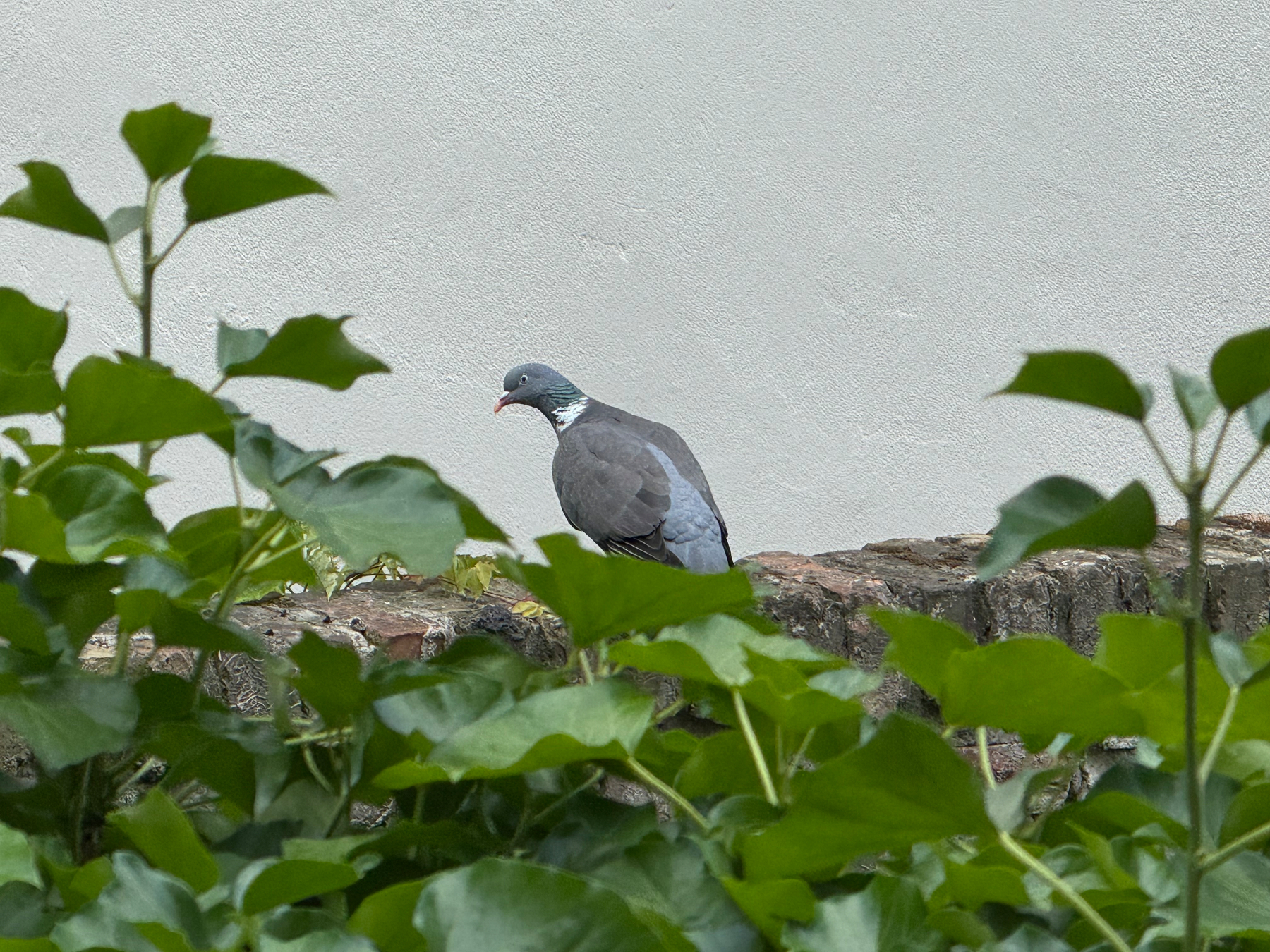 A wood pigeon is perched on a stone ledge surrounded by green ivy leaves against a plain white wall.