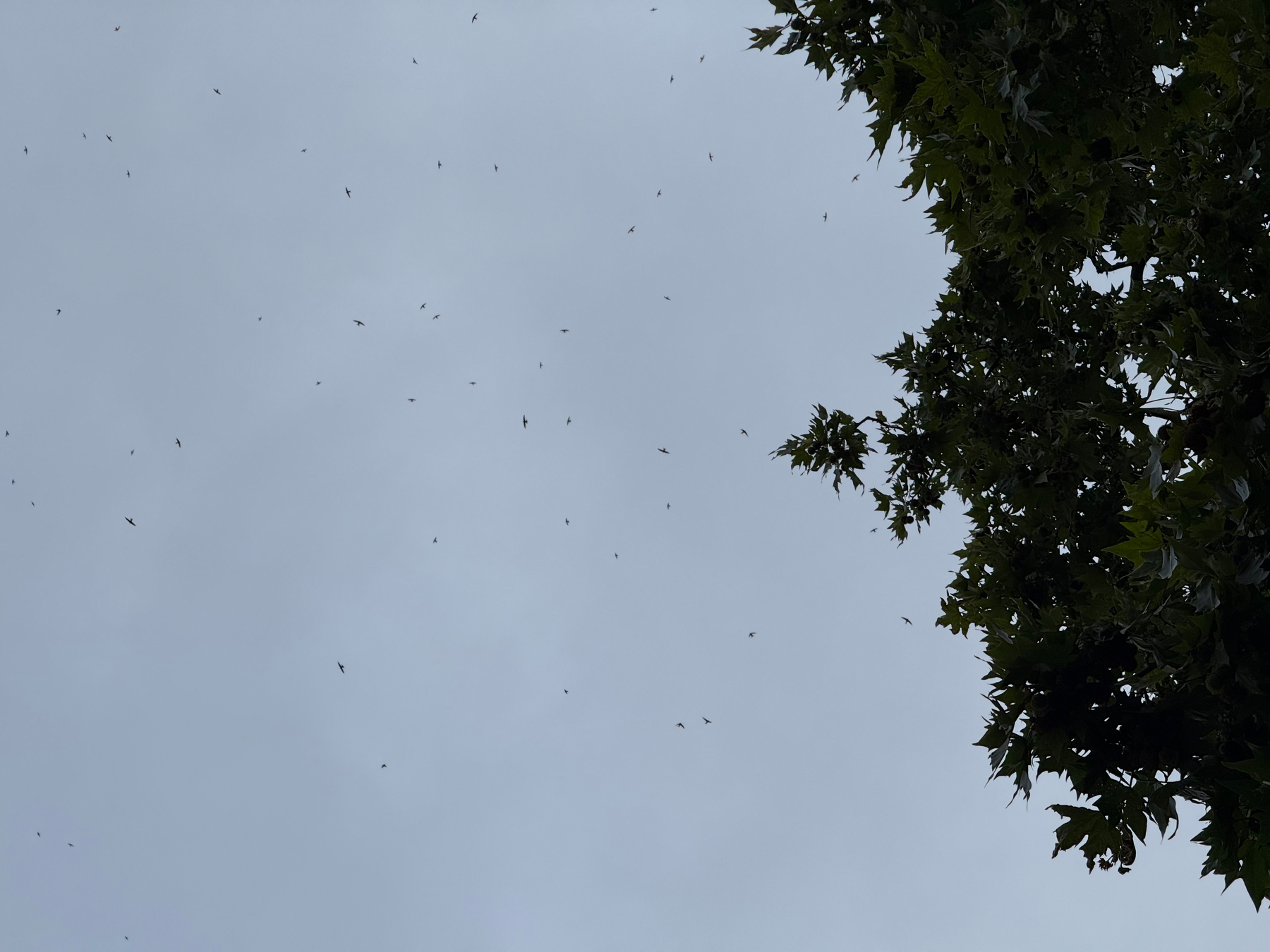 Sehr viele Mauersegler fliegen hoch über einem Platane Baum.