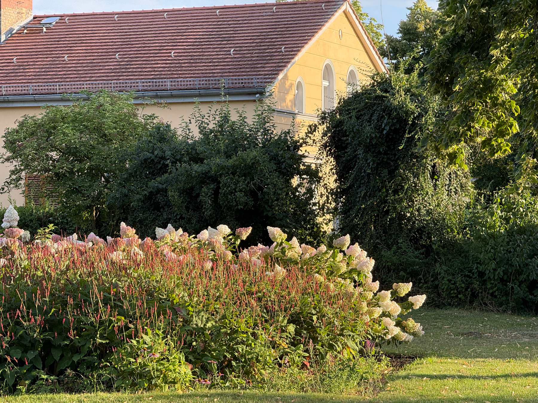 Vor einem gelben Haus mit rotem Ziegeldach blühen zahlreiche weiße und rosa Hortensieblumen.