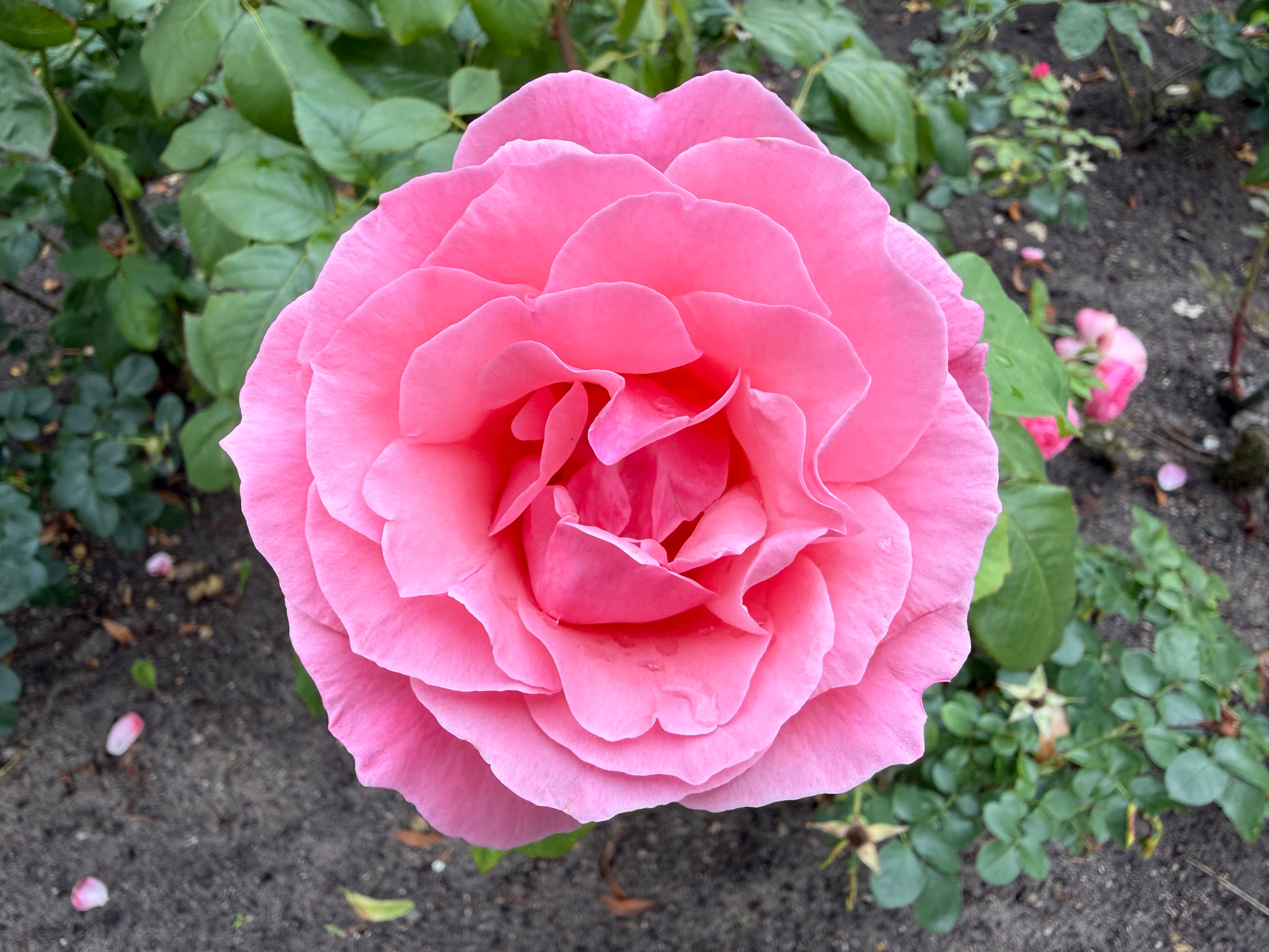 Eine nahaufgenommene, rosa Rose mit mehrfachen Blütenblättern steht vor einem Hintergrund aus grünen Blättern und Erde.