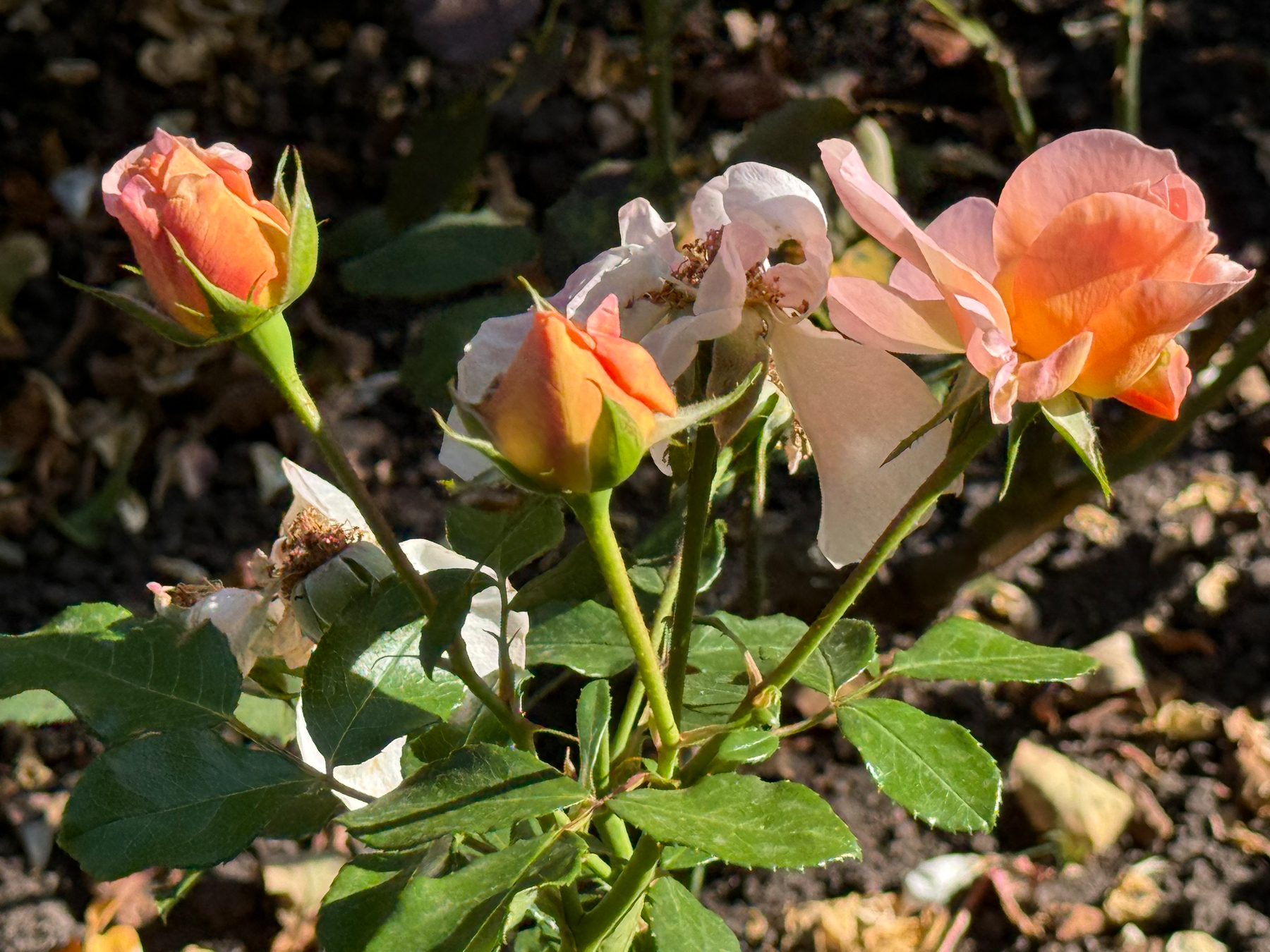 Mehrere Rosenknospen und teilweise verwelkte Blüten wachsen an einem grünen Rosenstrauch im Sonnenlicht.