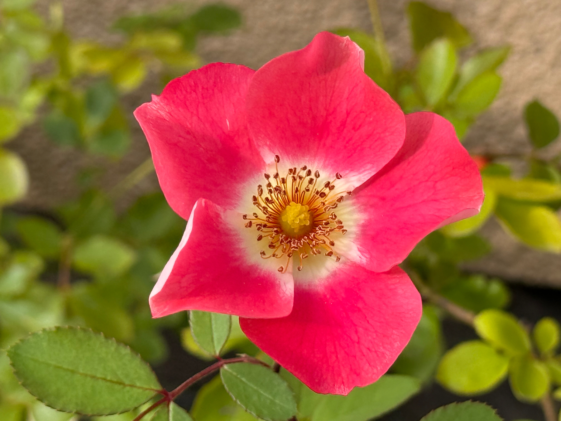 Eine dunkelrosa Heckenrose Blüte mit gelbem Blütenzentrum steht in gelbem Sonnenlicht vor einem Hintergrund aus grünen Blättern.