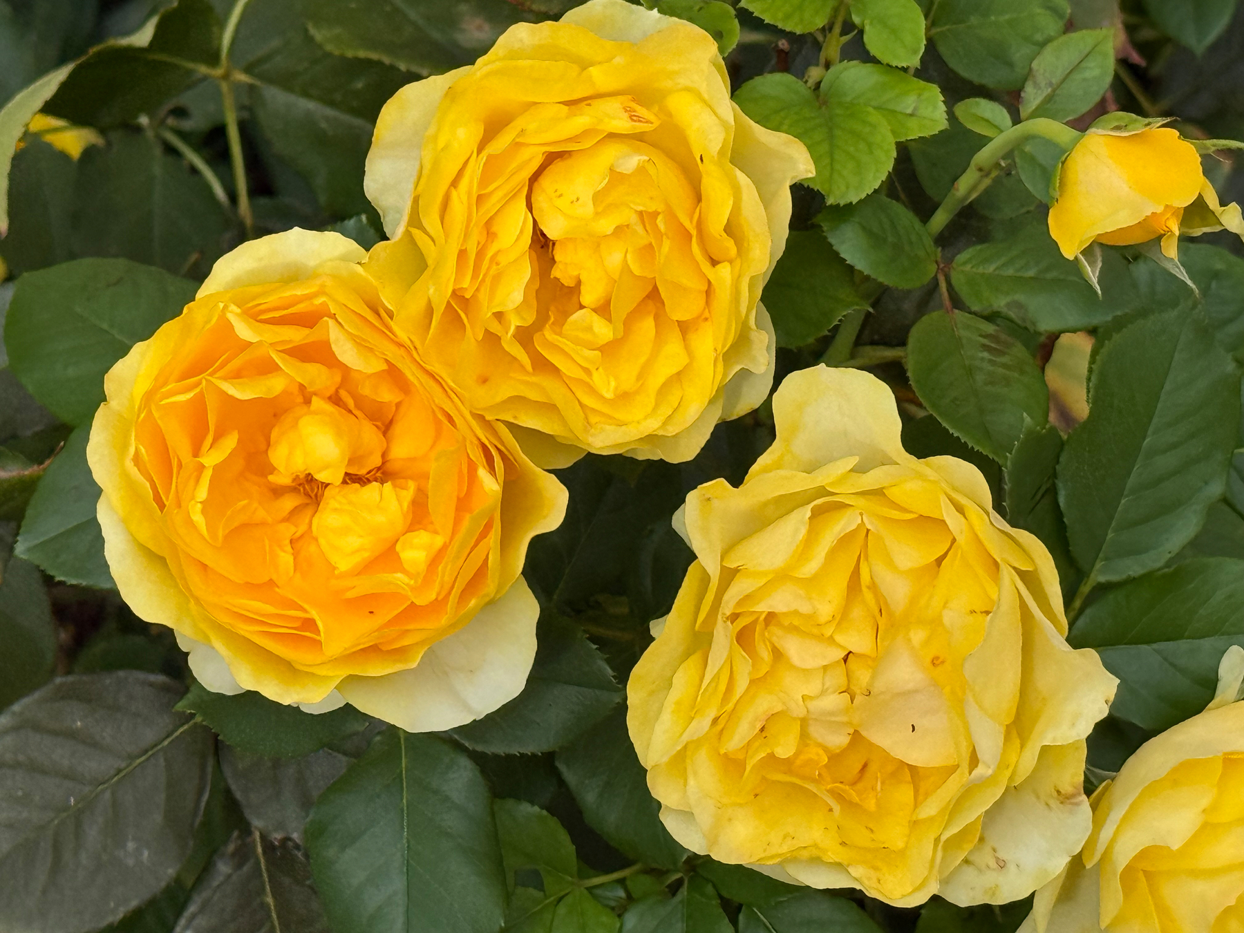 Drei prächtige gelbe Rosenblüten umgeben von grünen Blättern sind auf einem Rosenstrauch zu sehen.
