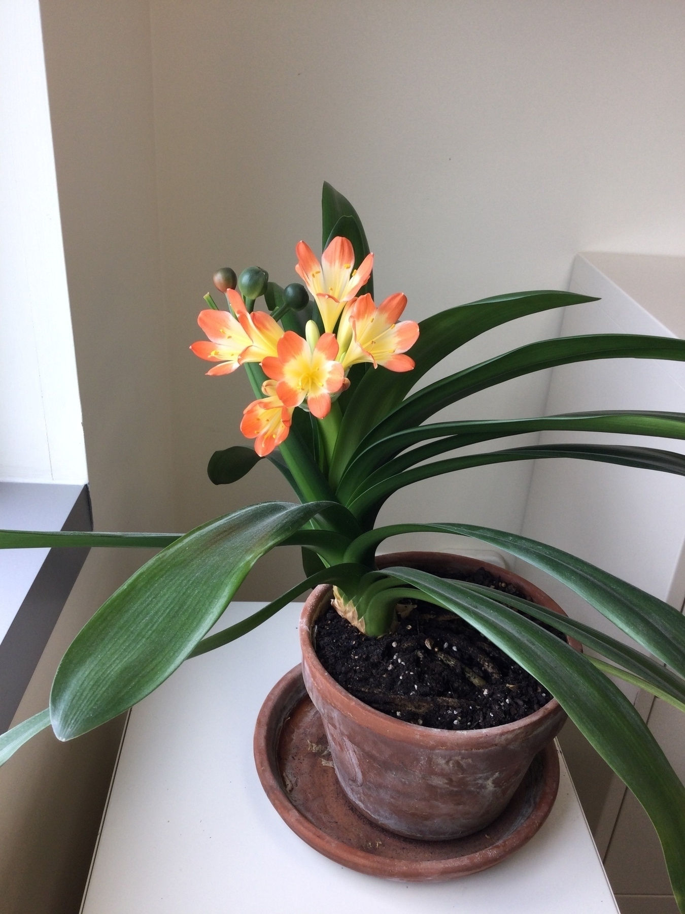 Clivia in a pot with lots of long, green leaves and five orange blossoms just after opening. 