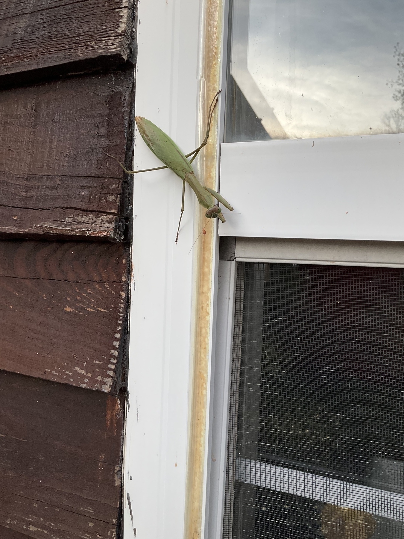 Part of a window frame, part of a wall, and all of a five-inch-long mantis. In the Virginia mountains. In November. 