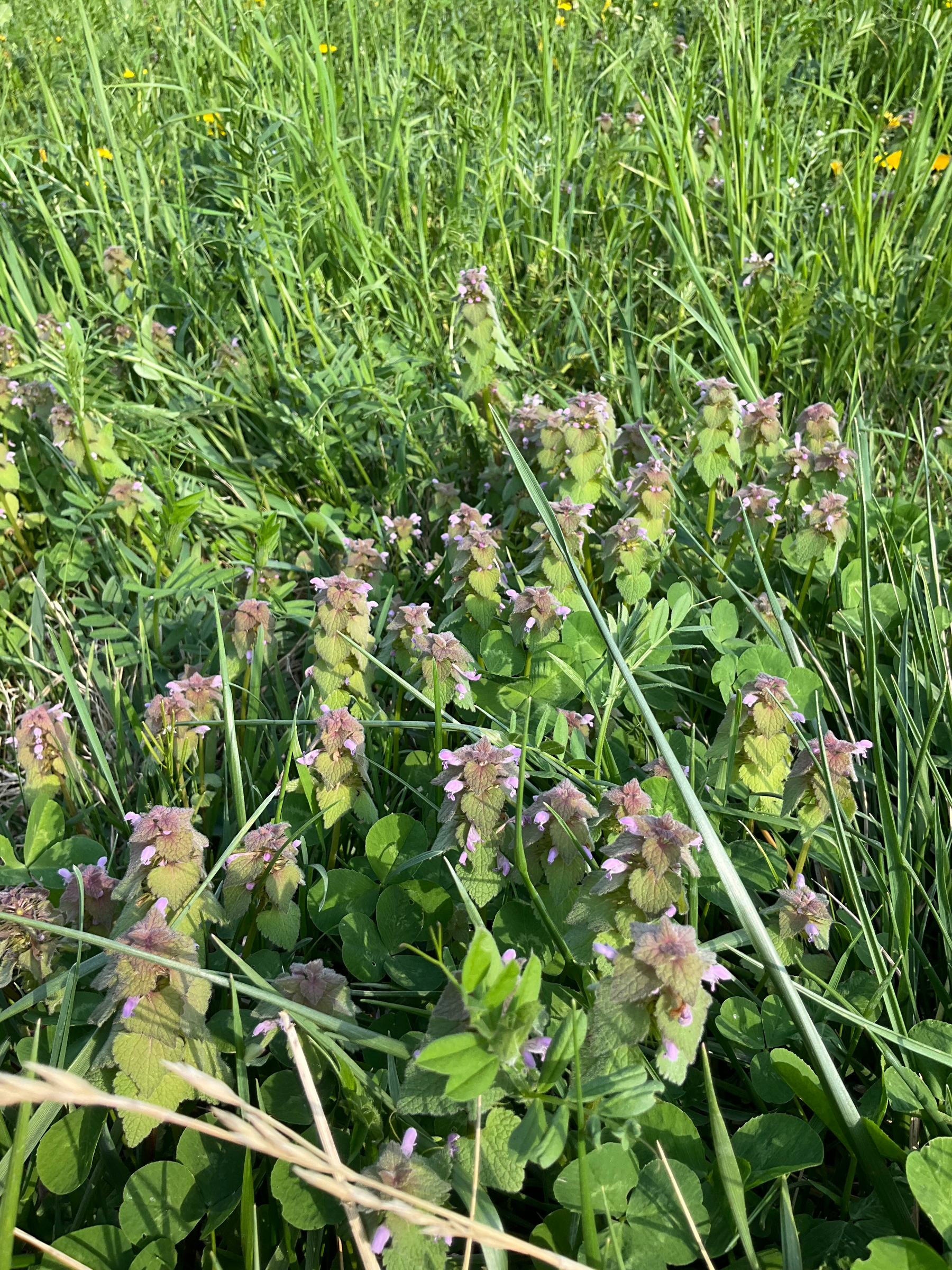 A weed with tiny purple flowers, against a backdrop of green grass and vetch. 