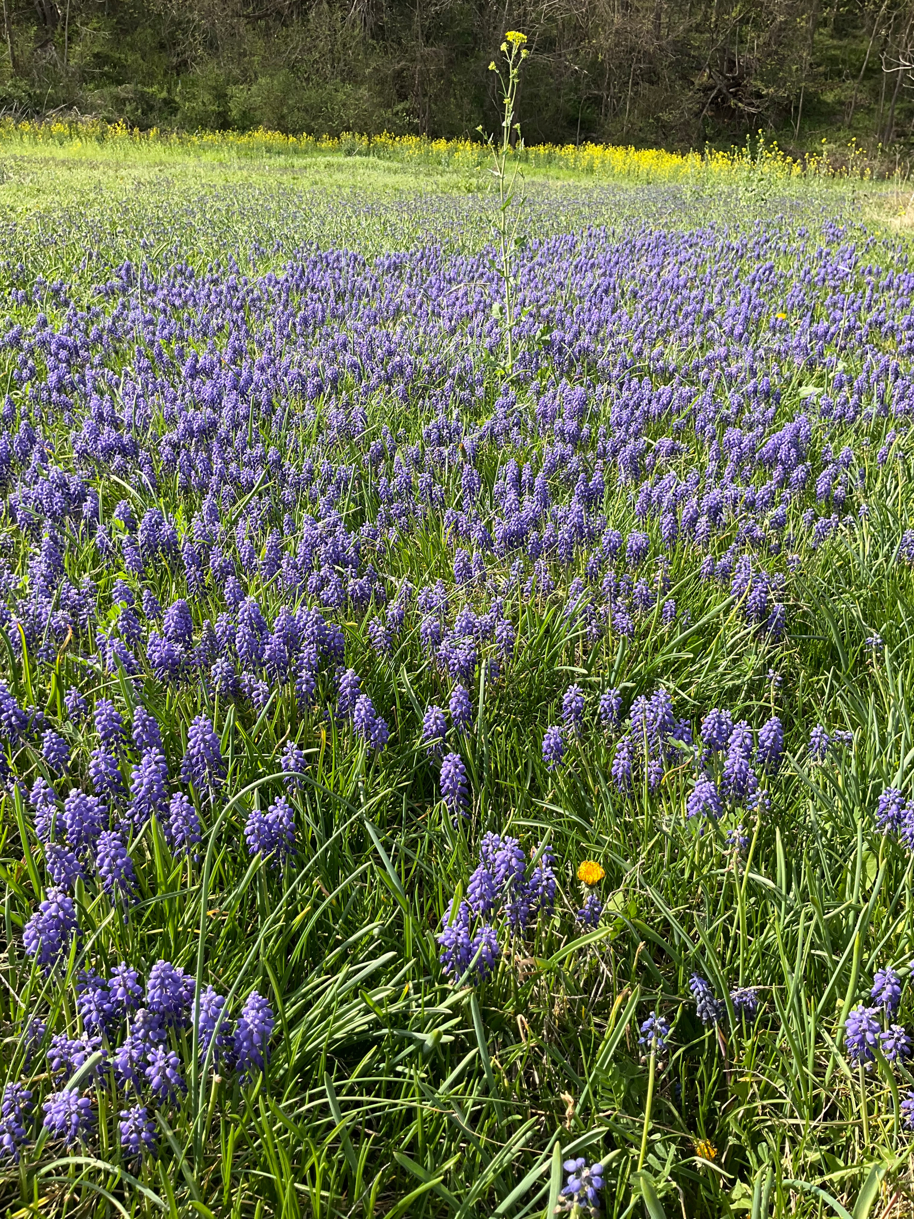 It’s too early to till this field, so it’s all wildflowers for the next month. Foreground is a 20-meter swath of purple flowers. Background is a cloud of yellow. Between the blooms is green grass and green vetch. 