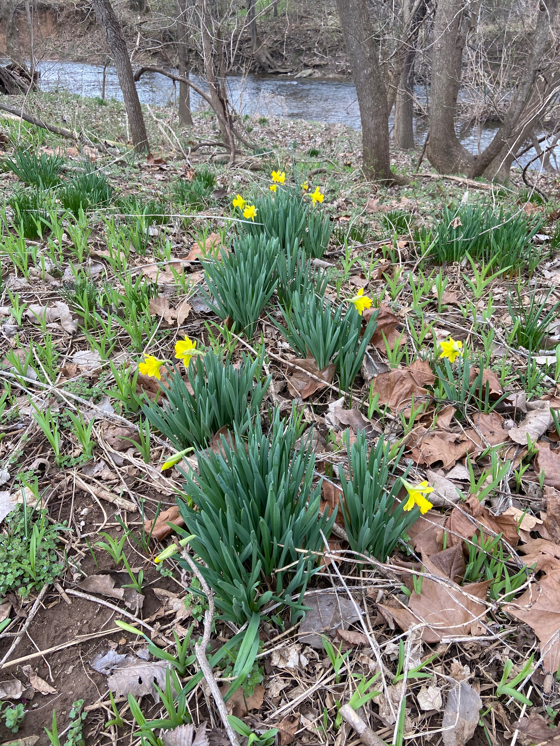 The floor of the forest is mostly dead leaves and sticks, but a few clumps of daffodils are blooming.  Some lilies are popping up, too. The creek is visible in the background. 