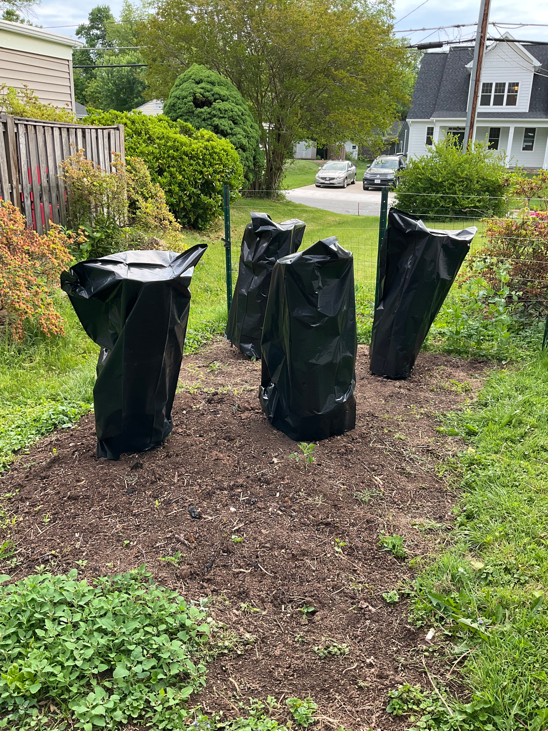 A badly-weeded garden plot with black garbage bags over four tomato cages. They look like dolmens erected in honor of the volcano god. 