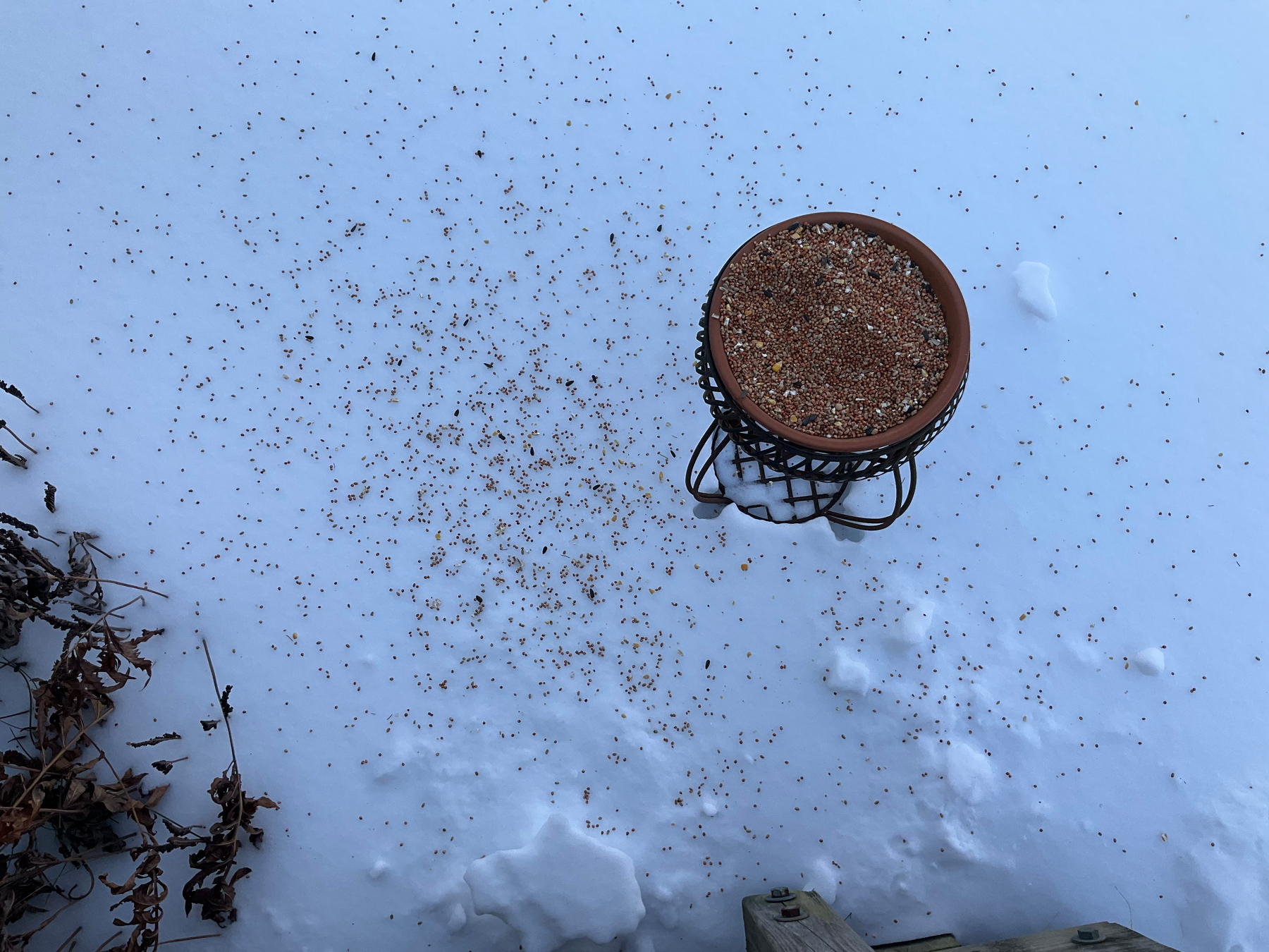 Bird feeder in the snow. Seeds have been thrown all over the place. 