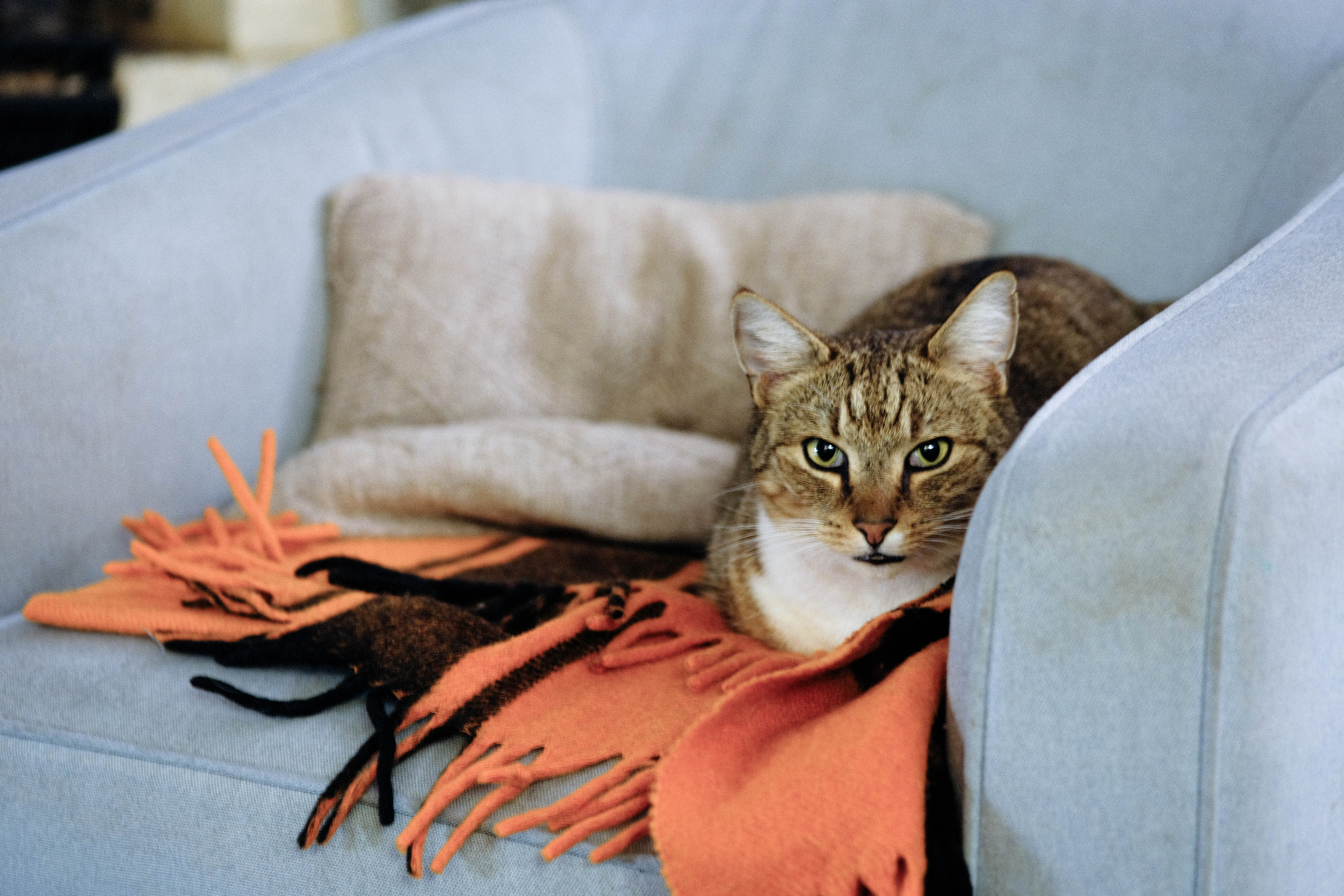 A tabby cat on an orange blanket on a blue chair. 
