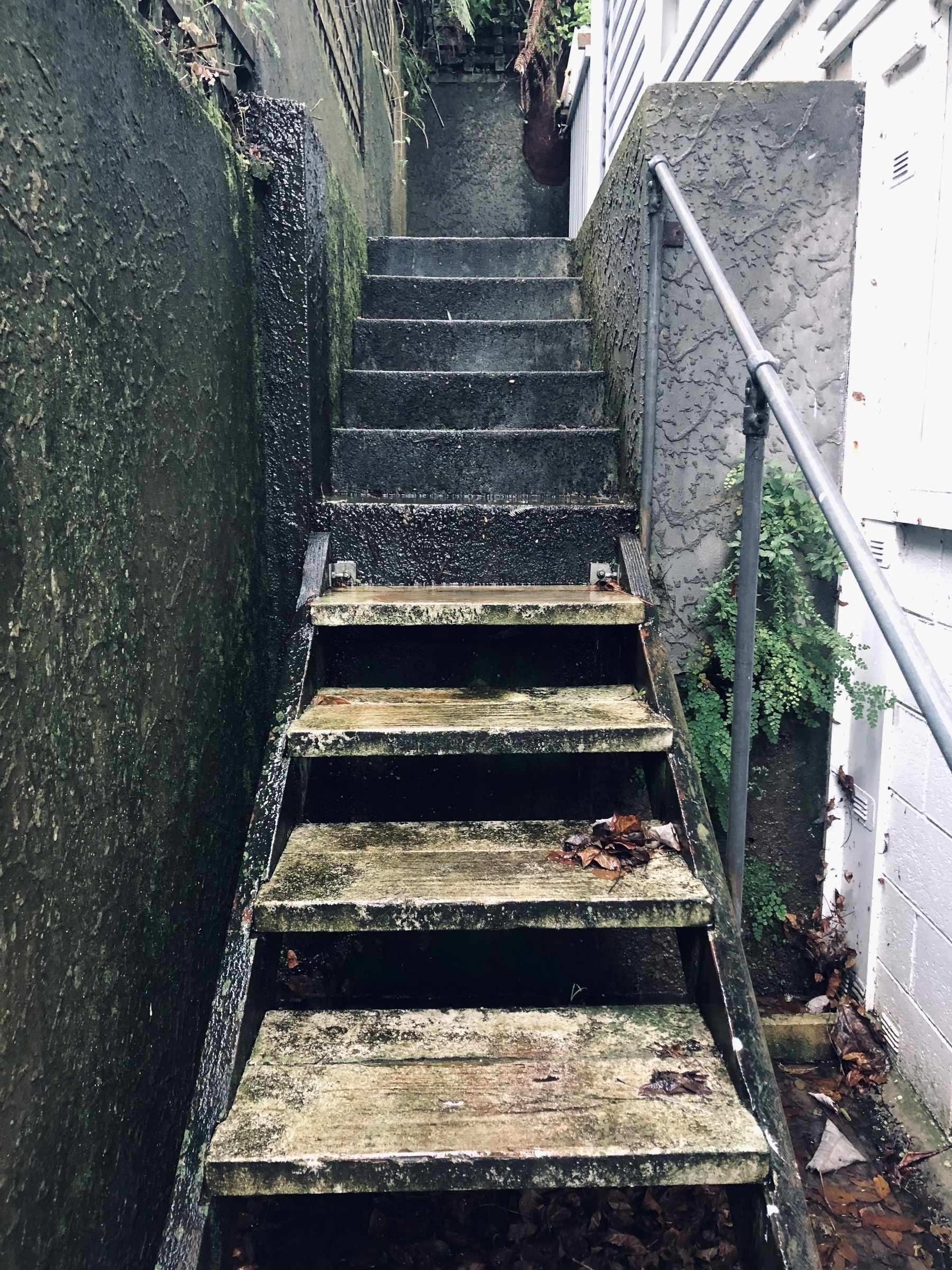 Wet, mossy flight of stairs